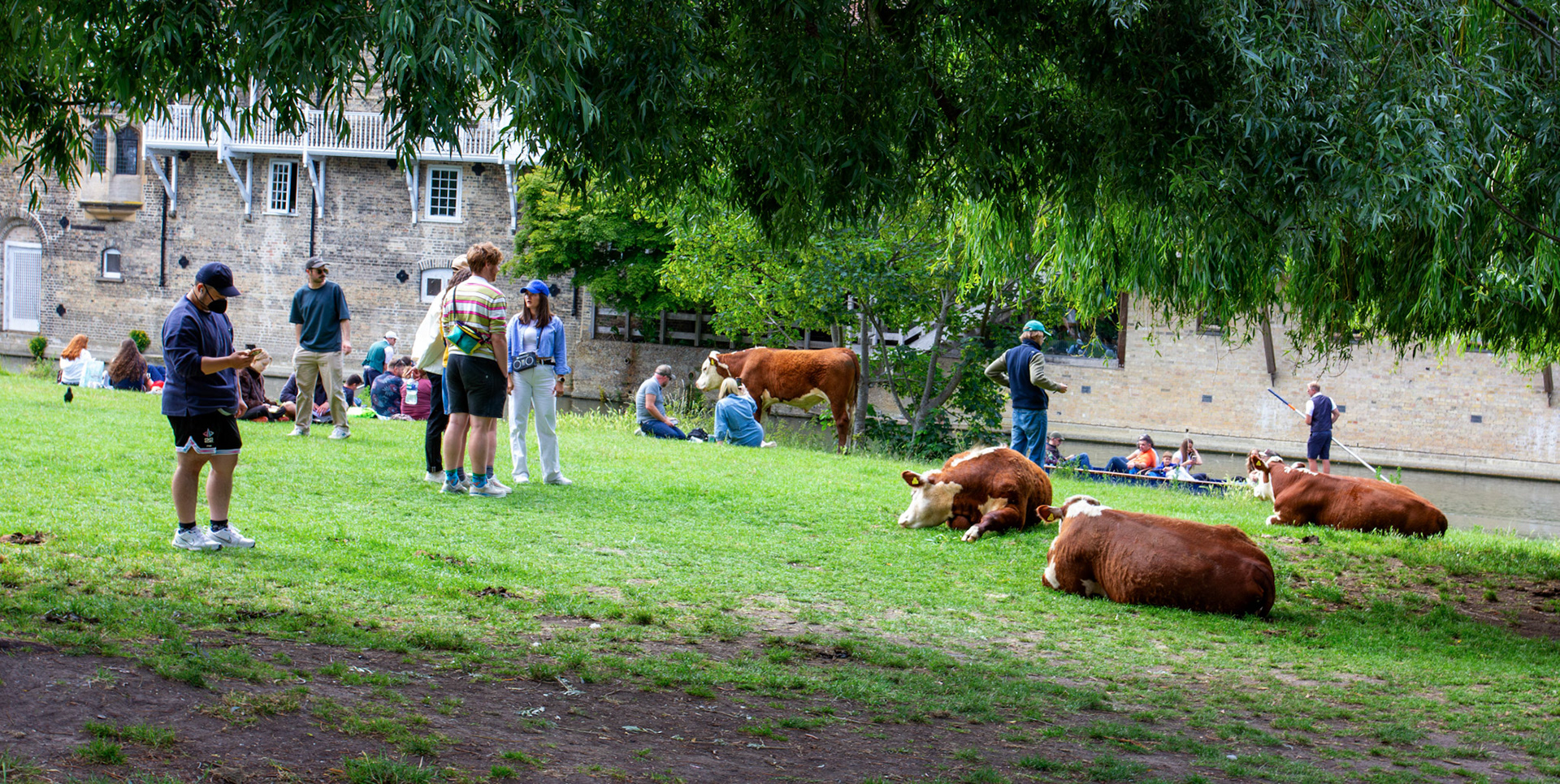 Cows on Laundress Green, Cambridge 14 June 2026