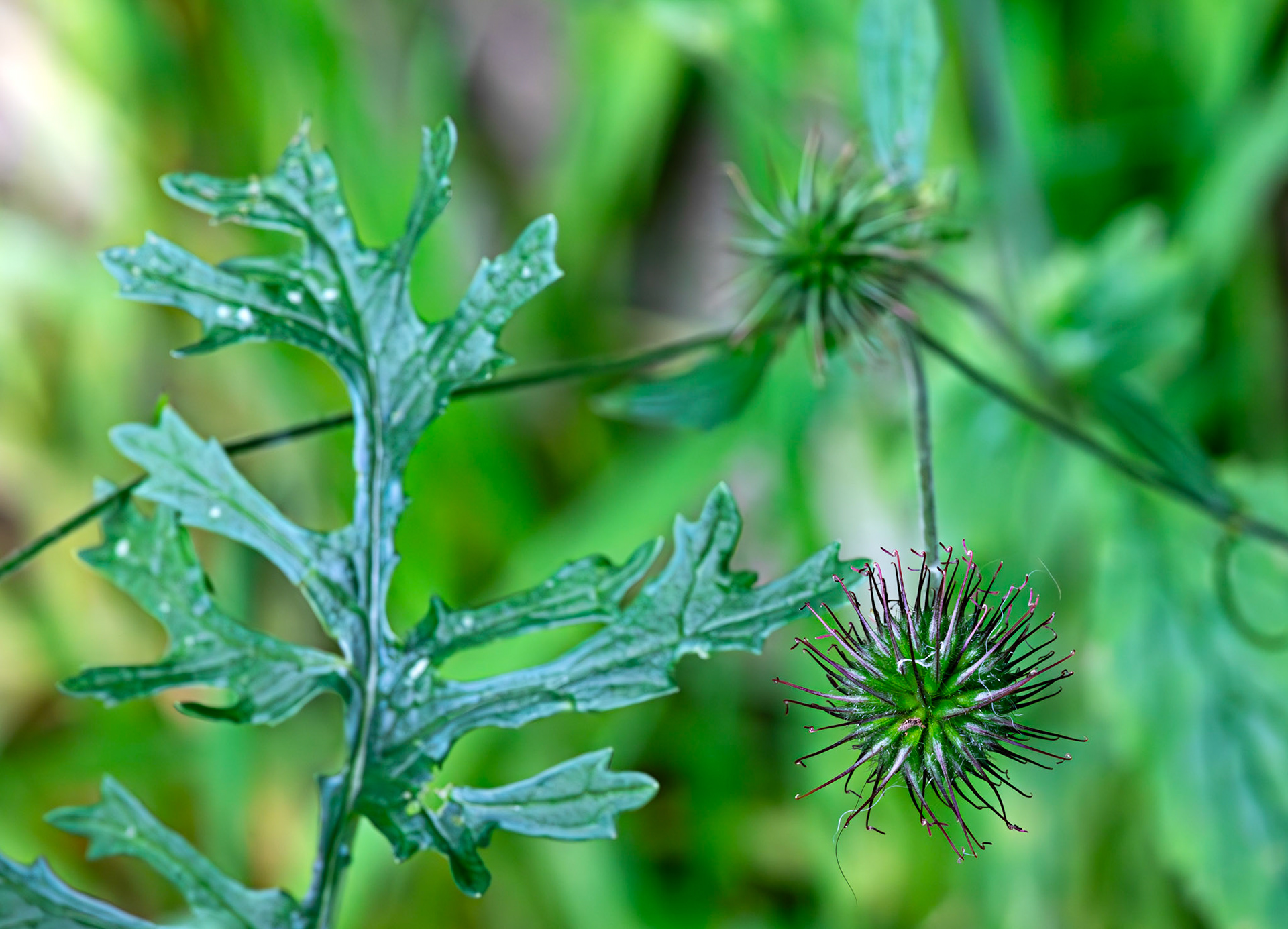 Insects in Livingston 22 July 2024