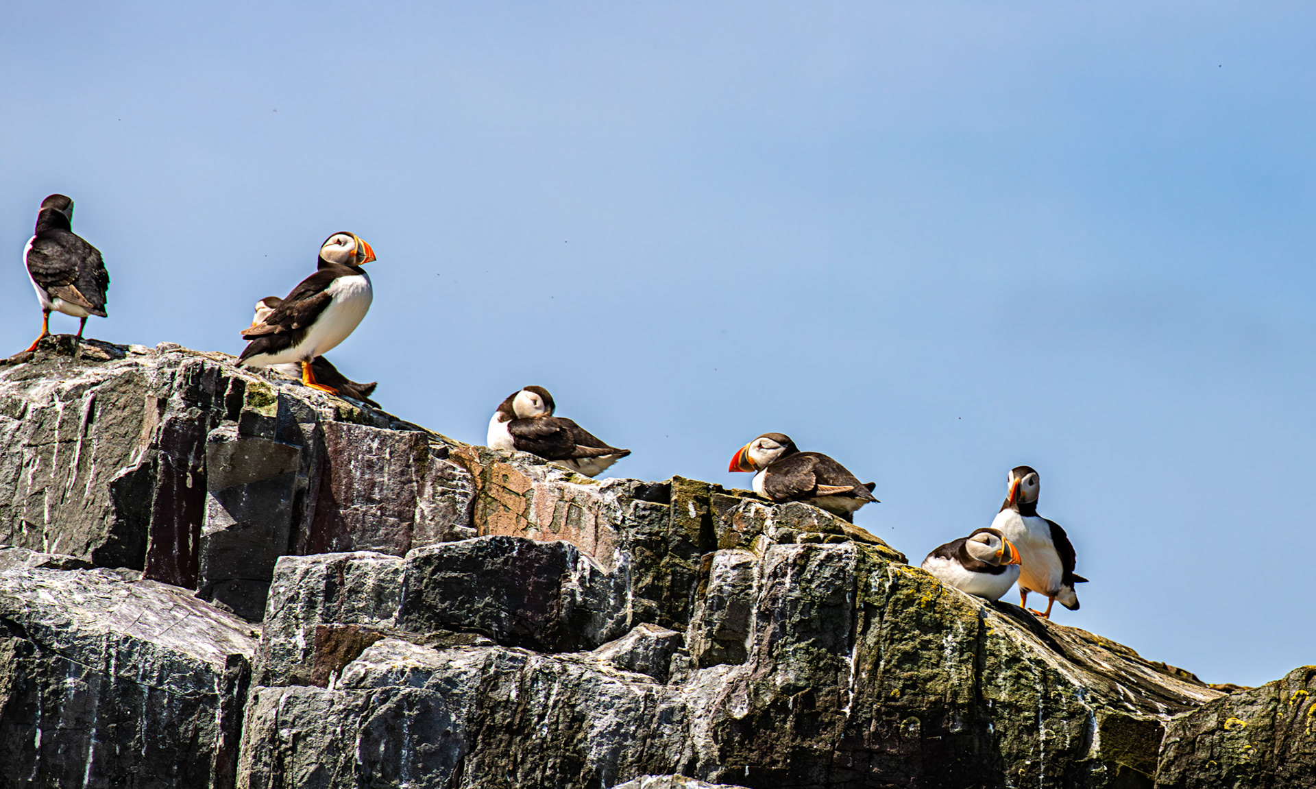 Puffins - Farne Islands 03 July 2026