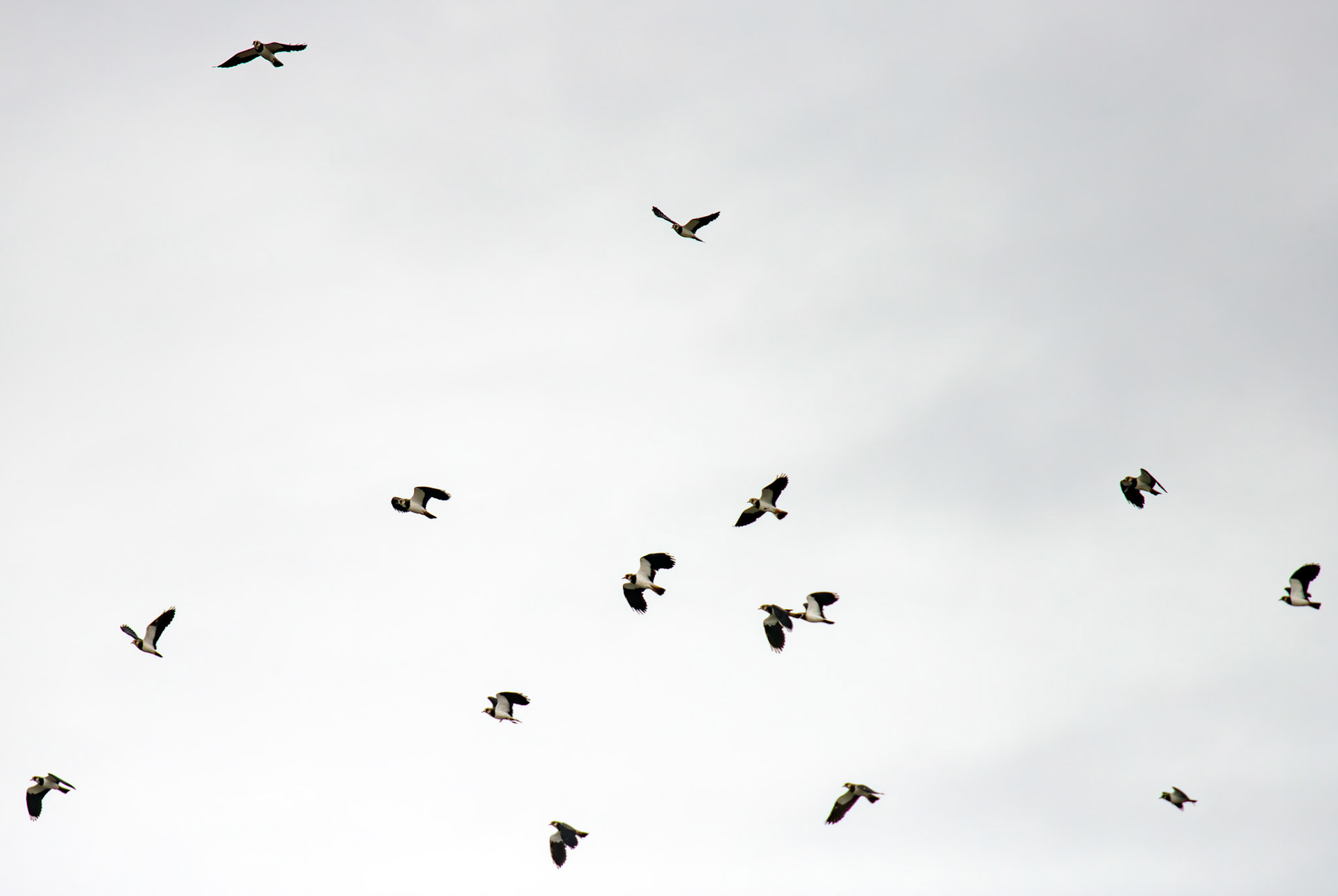 Lapwings - Aberlady Bay 14 Sept 2024