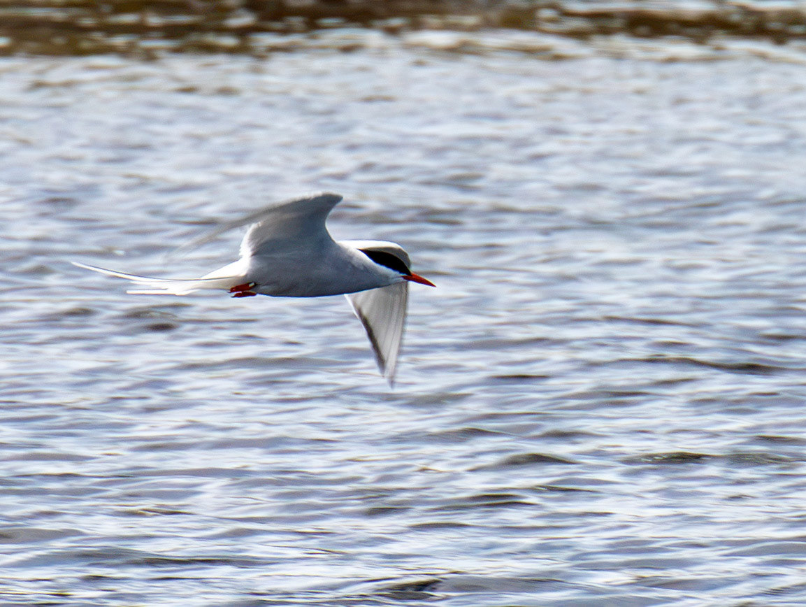 Farne Islands 03 July 2026