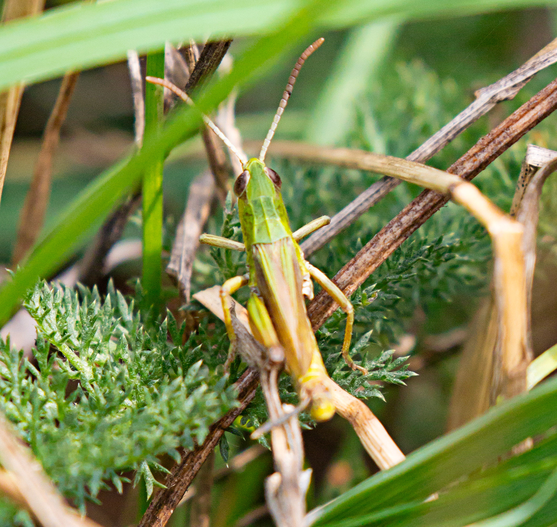 Field grasshopper (Chorthippus brunneus) Walk Thames Path MArlow to Bourne End 06 August 2025