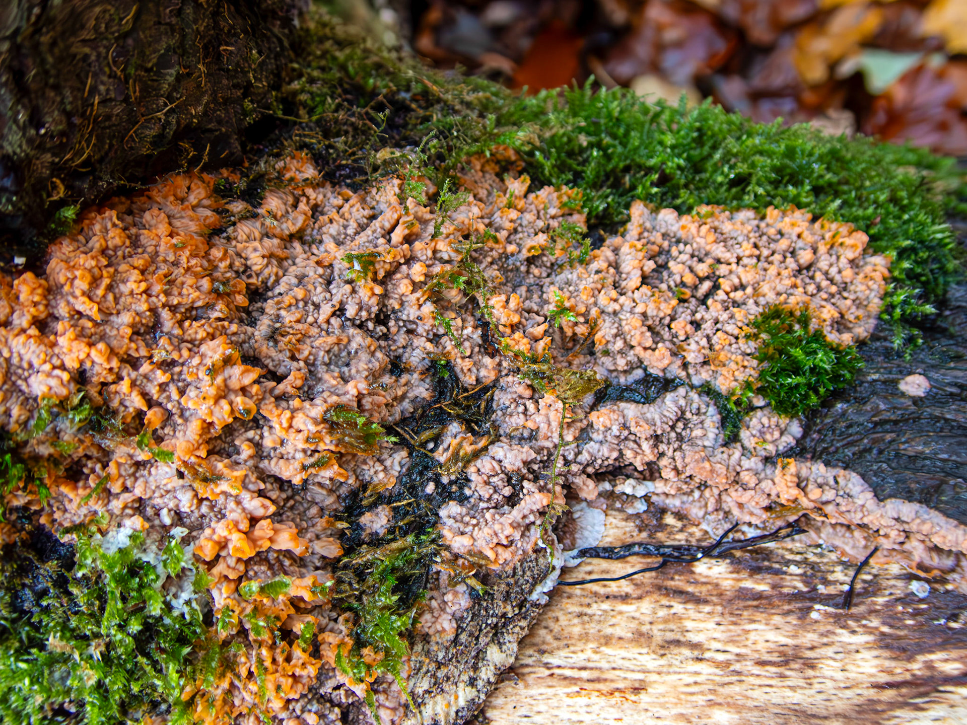 Wrinkled Crust (Phlebia radiata) Deans Woods 08 November 2025