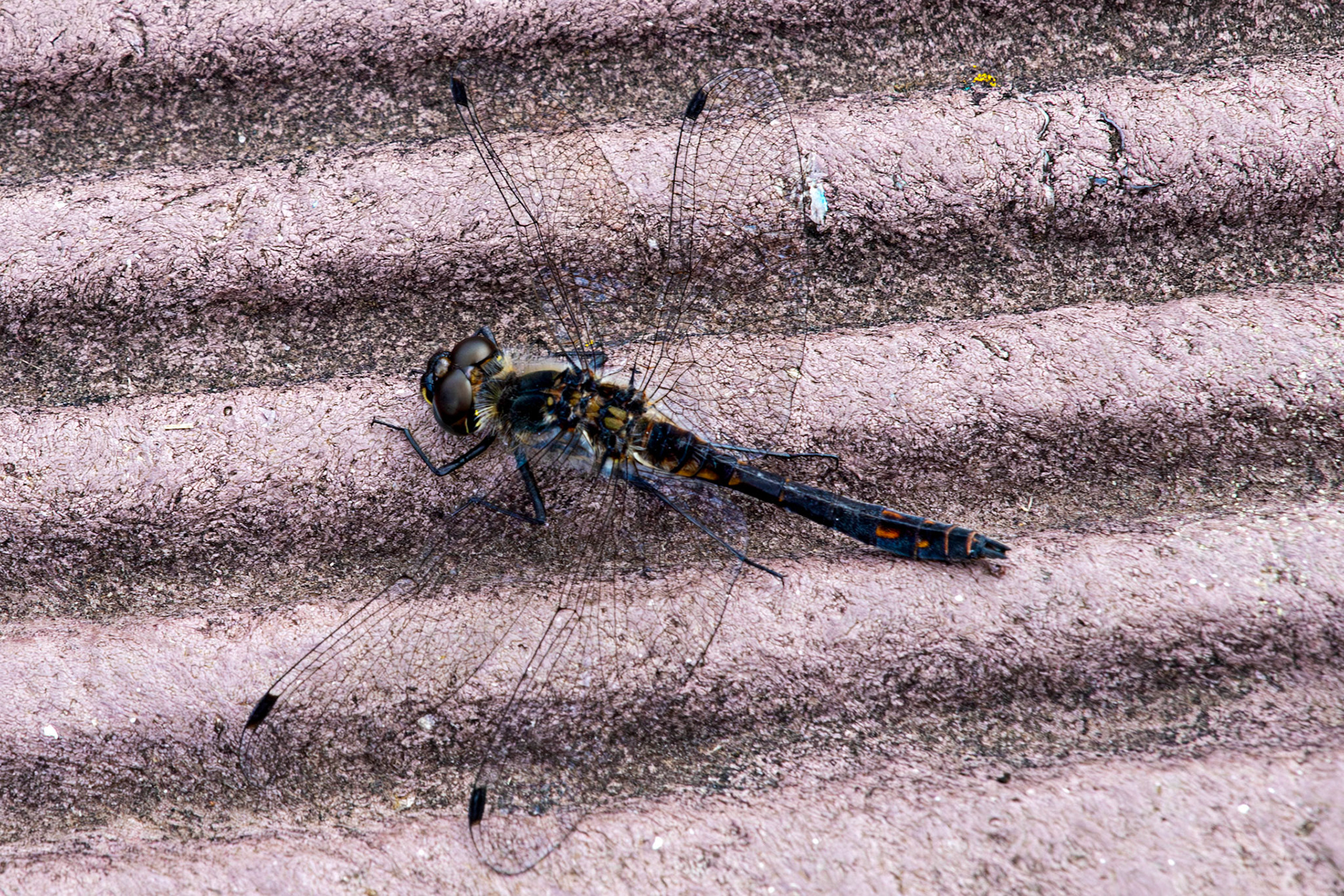 Flanders Moss 06 August 2024