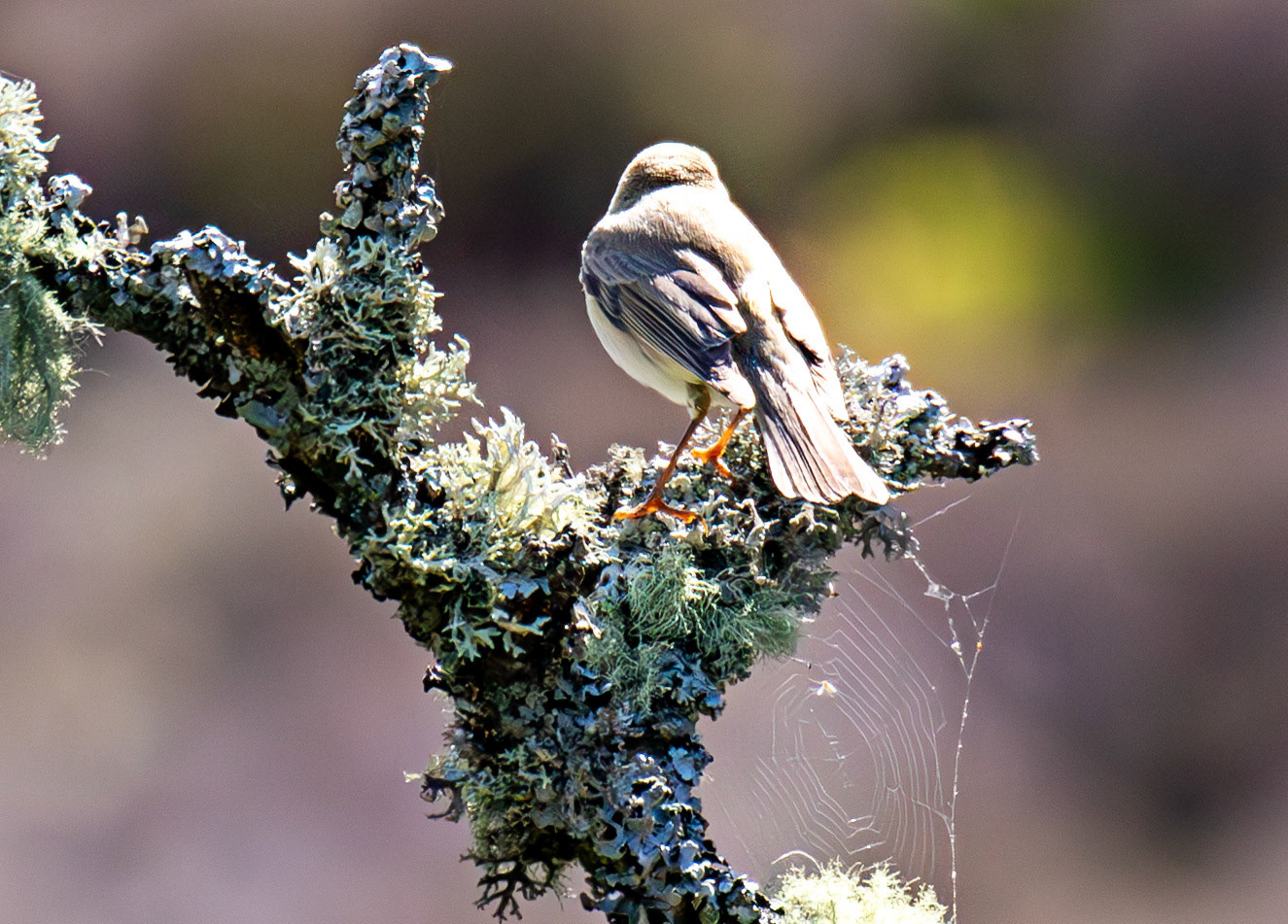 Willow Warbler in the Sma' Glen 16 May 2026