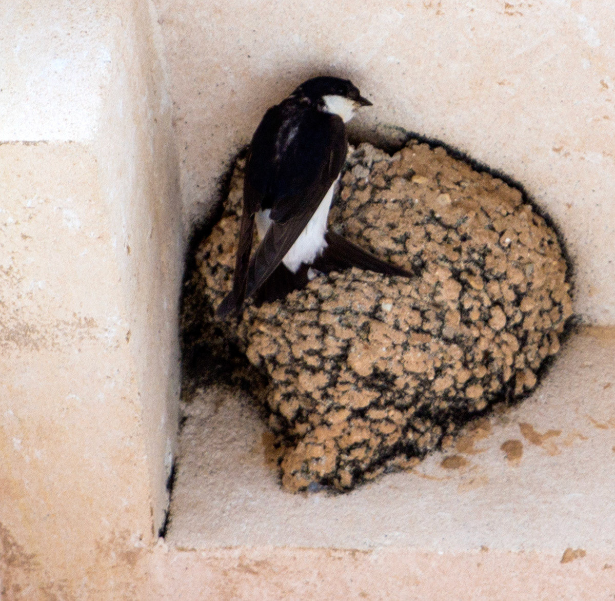 AlcudiaPlease see my other Photographs at: www.jamespdeans.co.uk