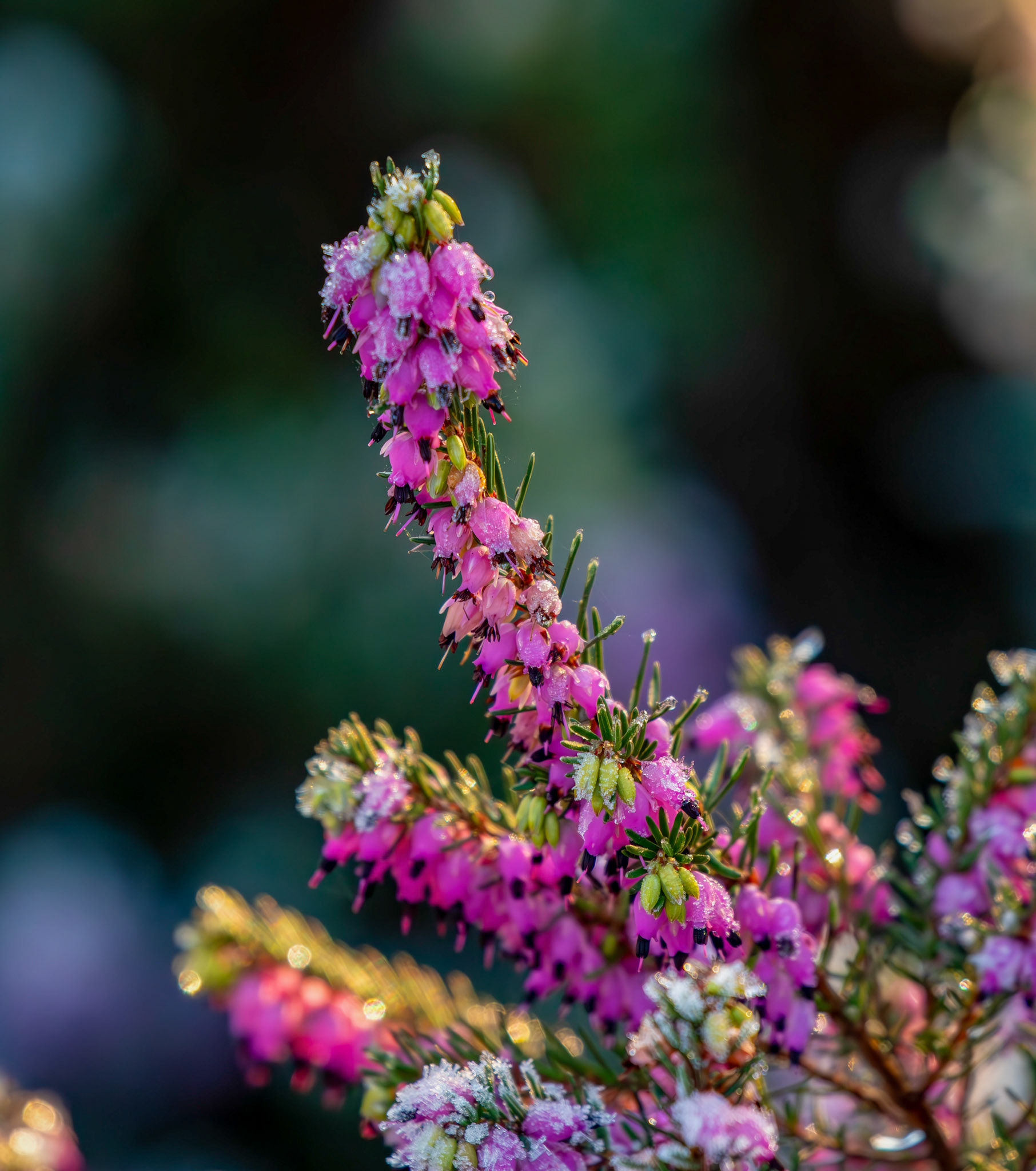 Riverside Heather Garden PERTH 30 December 2025