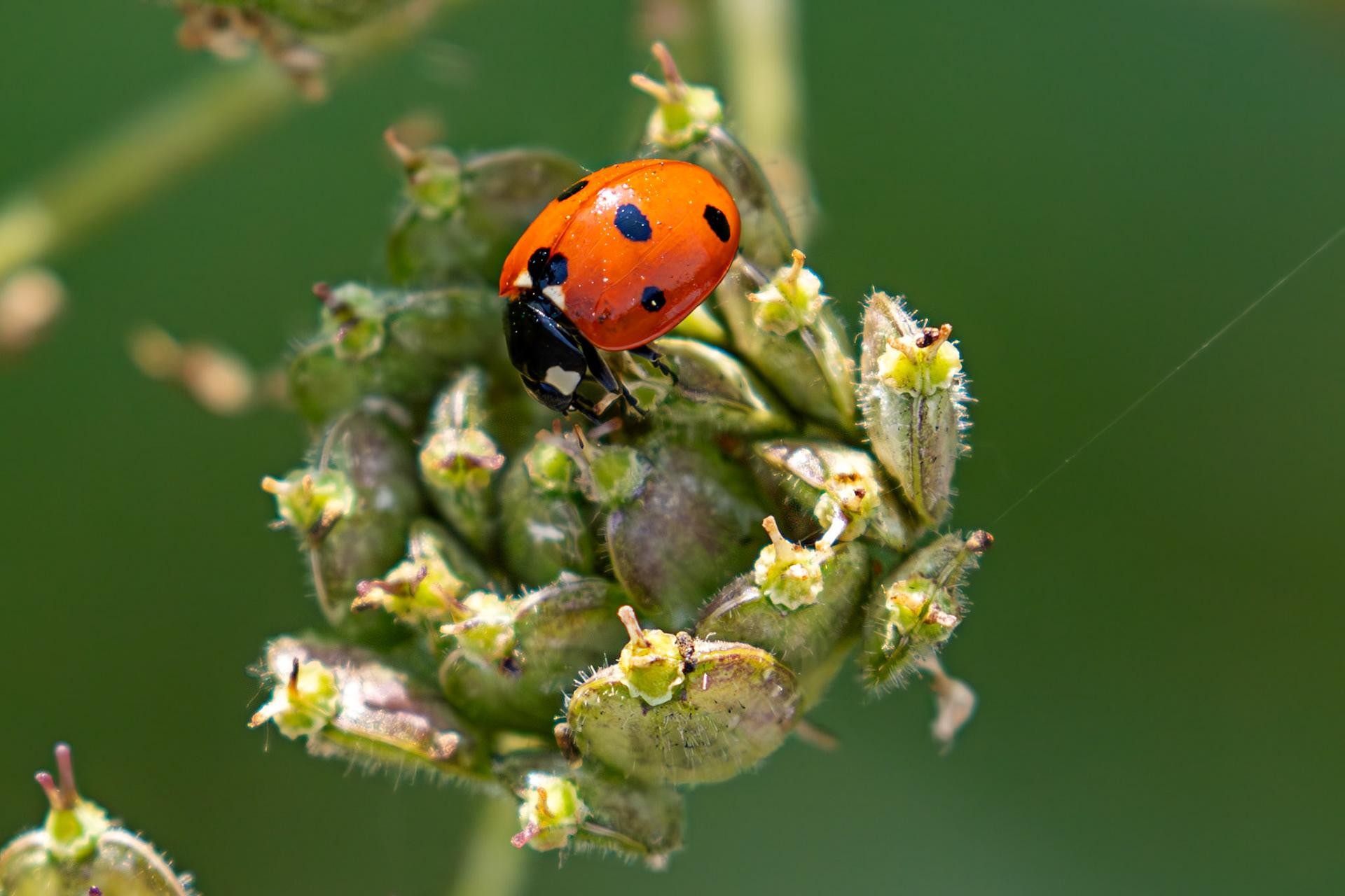 Seven-spot Ladybird (Coccinella septempunctata) Burnham 06 August 2025