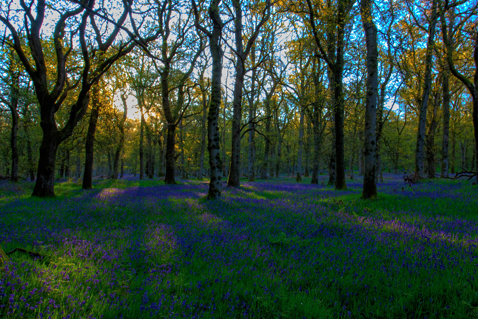 Kinclaven Bluebell Woods 16 May 2026