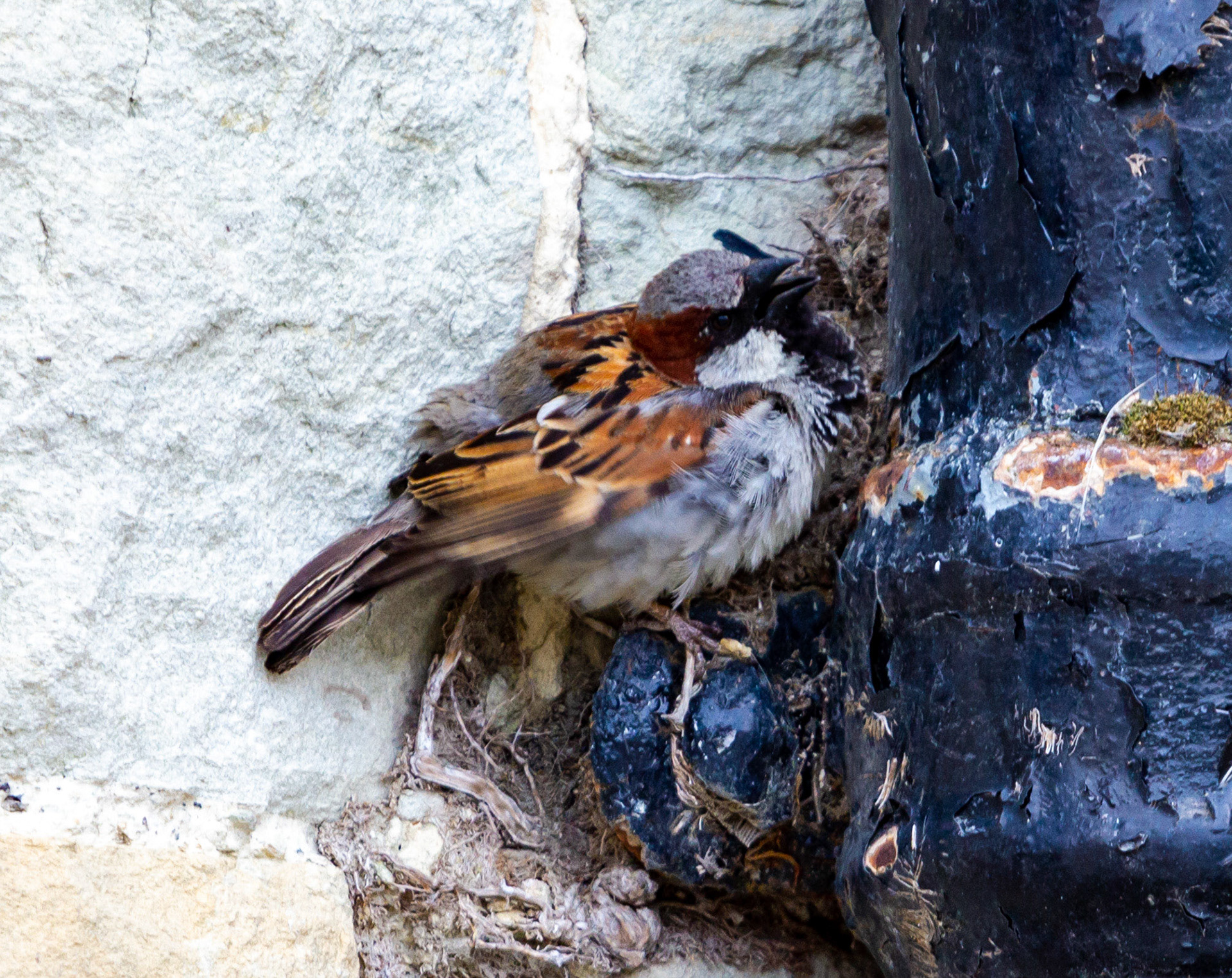 House Sparrows in Ventnor