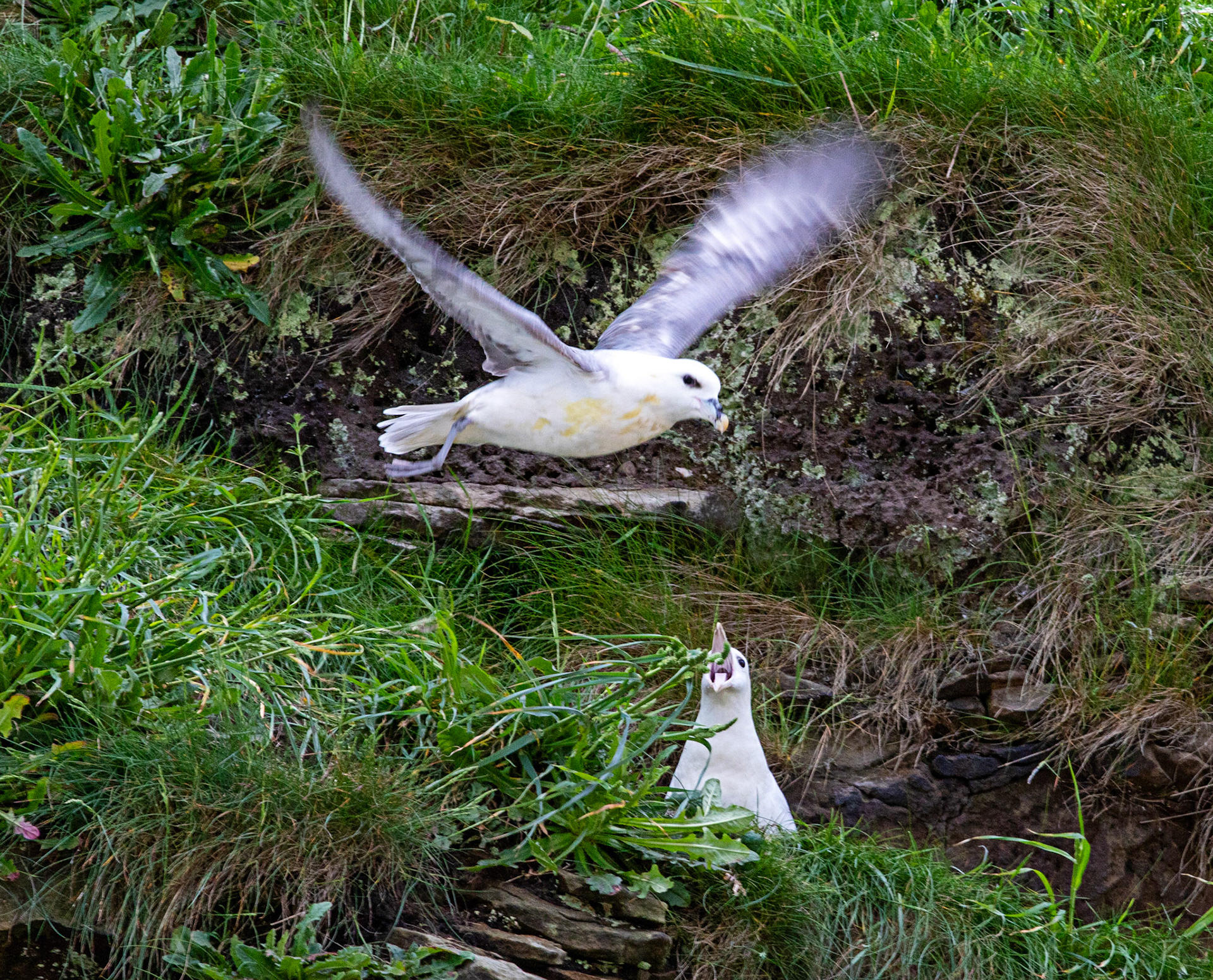 Fulmar at Dysart 25 May 2024