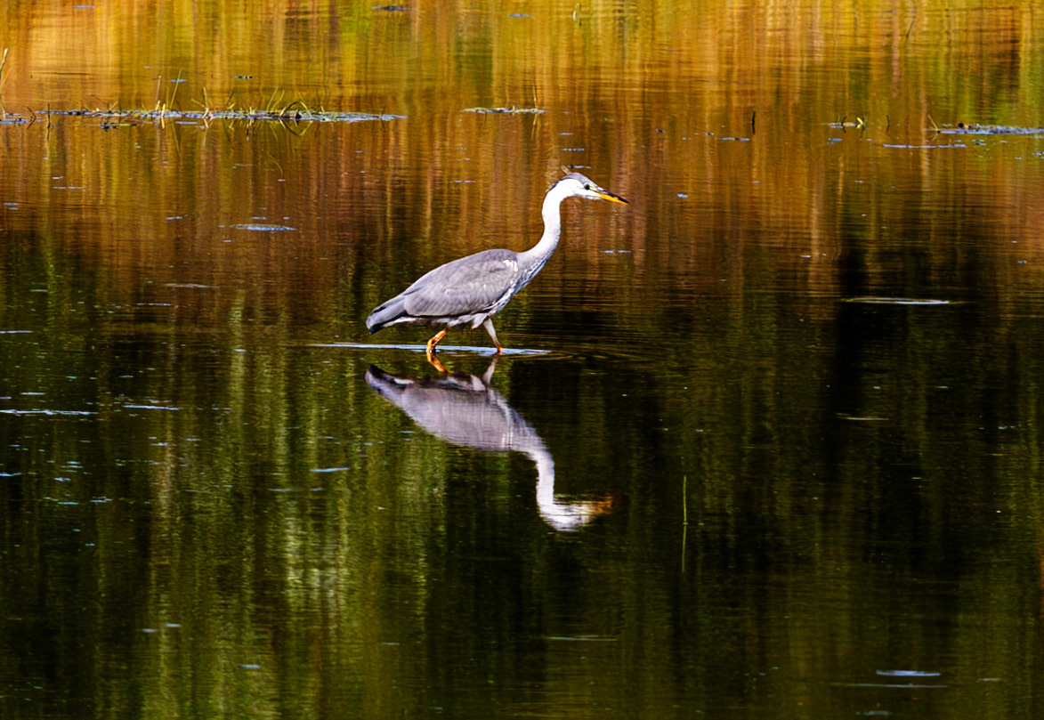 Harperrig 31 July 2024