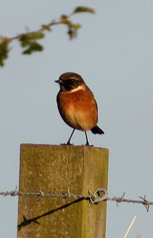 Loch of Strathbeg Please see my other Photographs at: http://www.jamespdeans.co.uk/