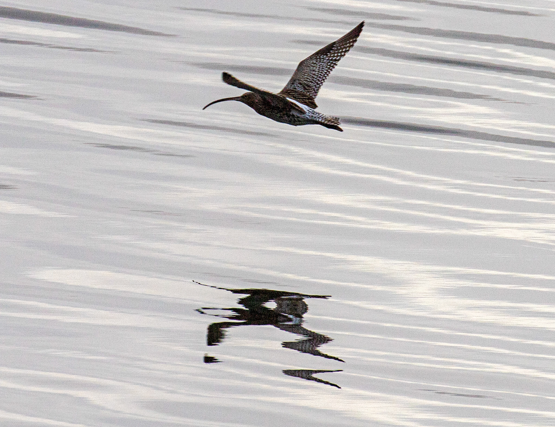 Curlew: Loch Fyne 03 March 2025