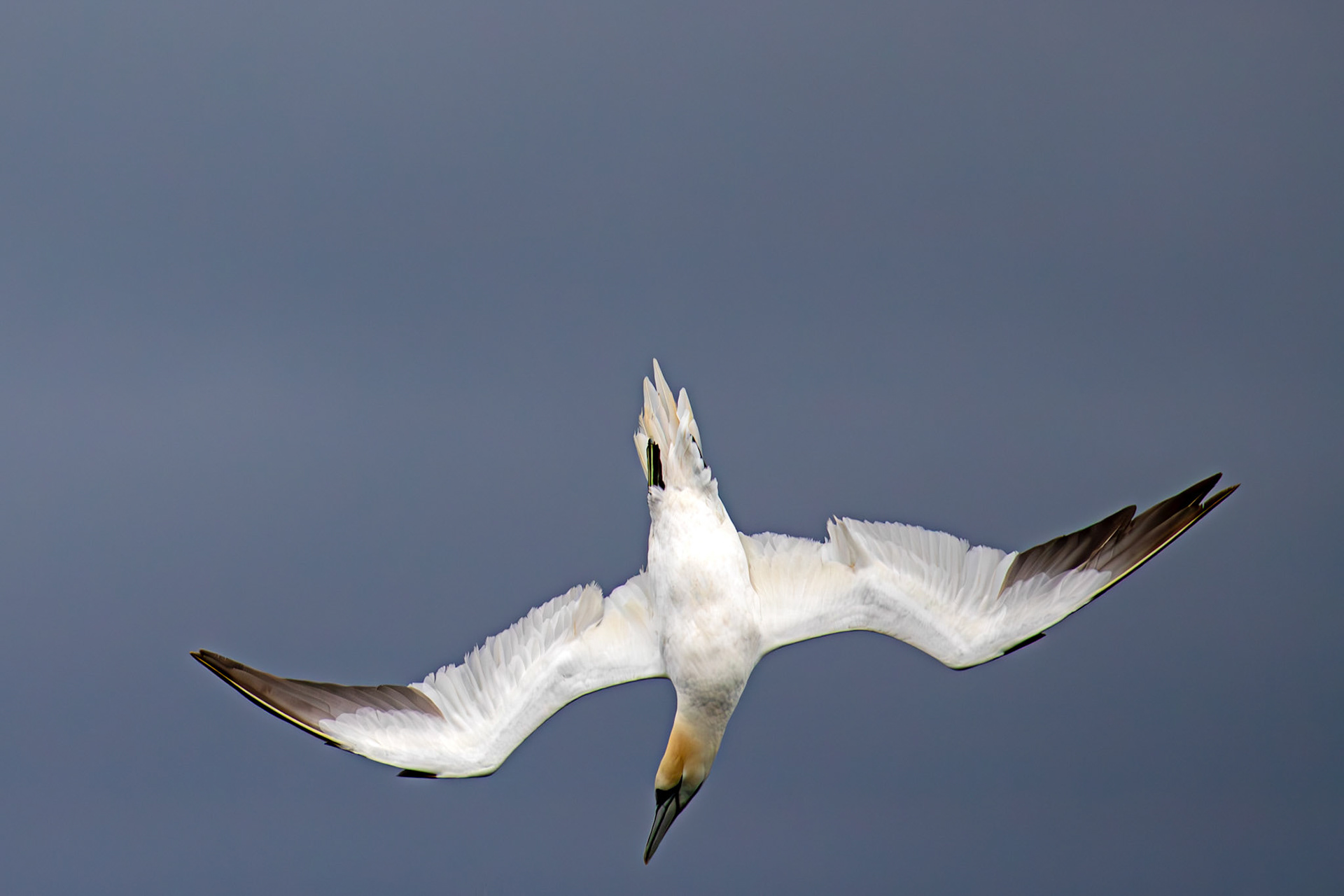Gannets at North Berwick 14 Sept 2024