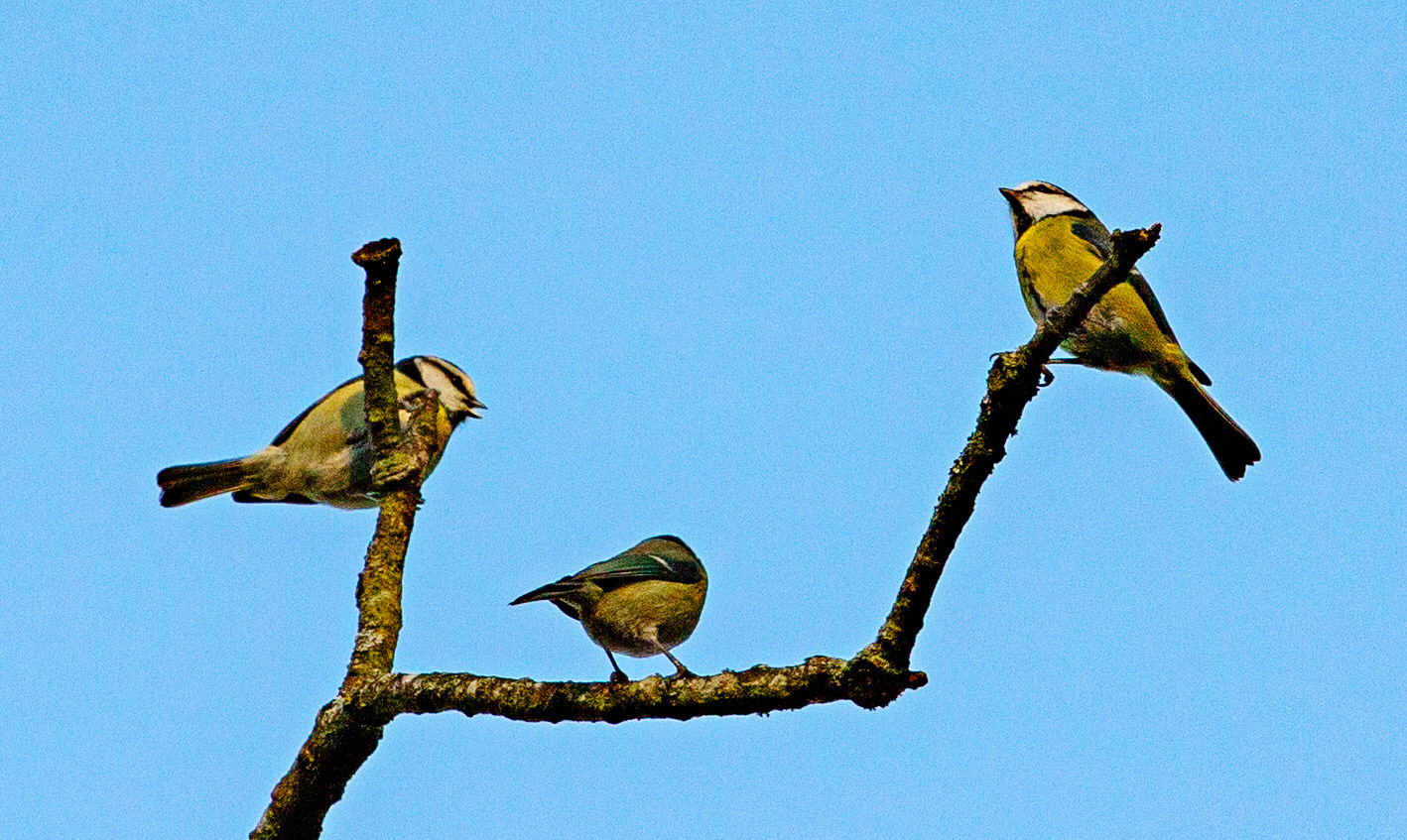 Blue Tits at Kinneil House 18 January 2024