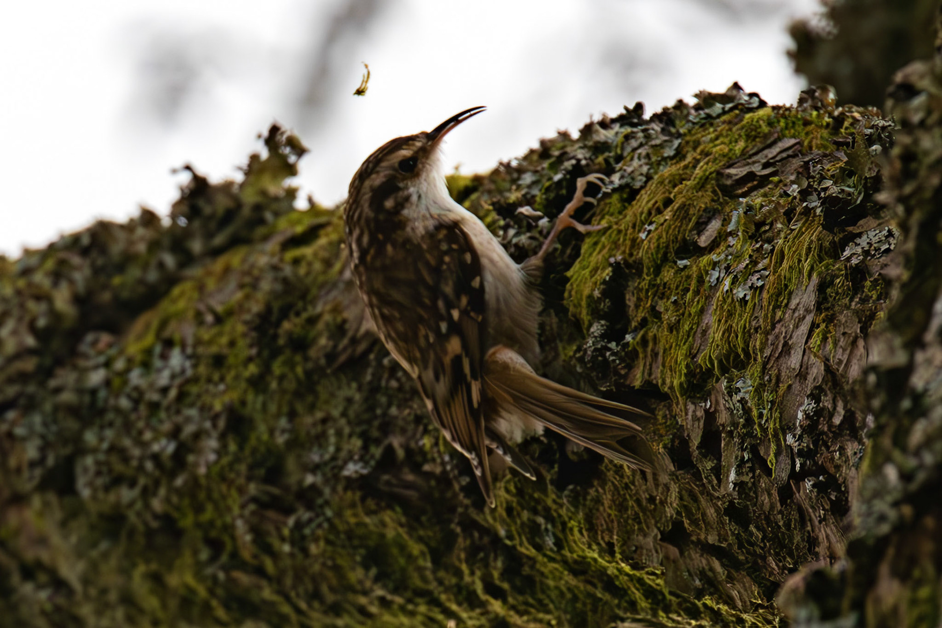 Treecreeper, Loch Venachar 28 February 2026