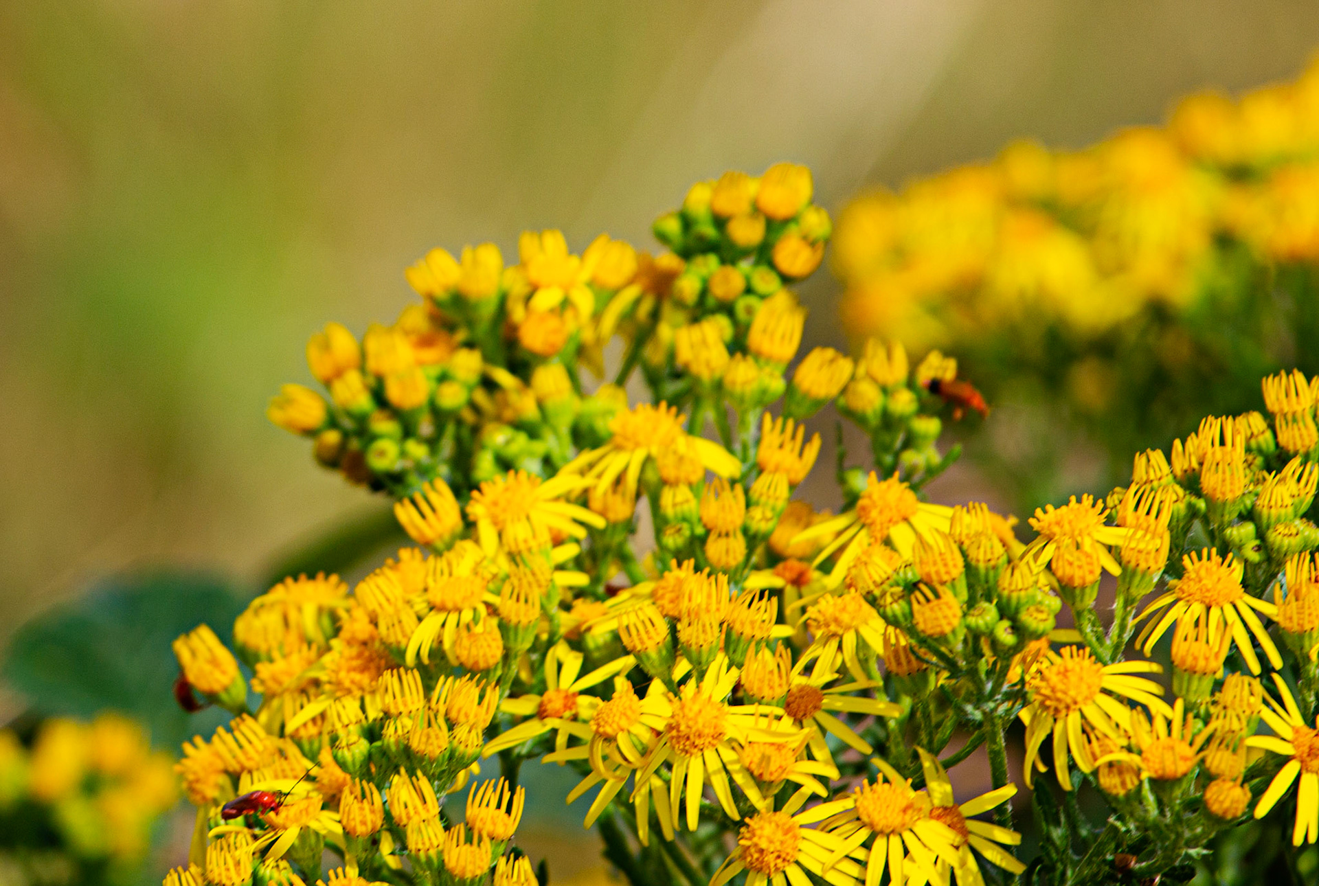 Ventnor Downs 13 July 2022