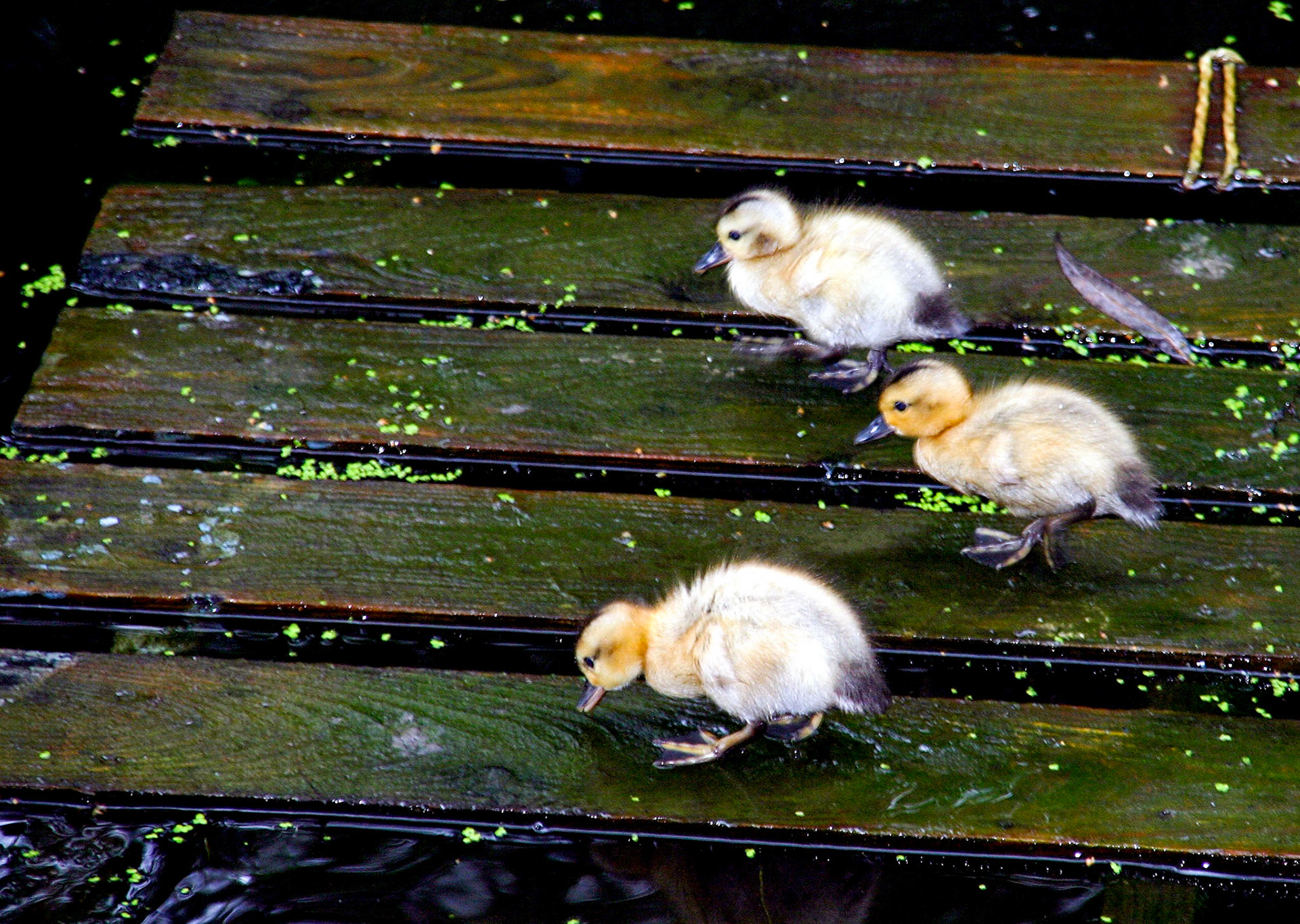 mallardPlease see my other Photographs at: http://www.jamespdeans.co.uk/