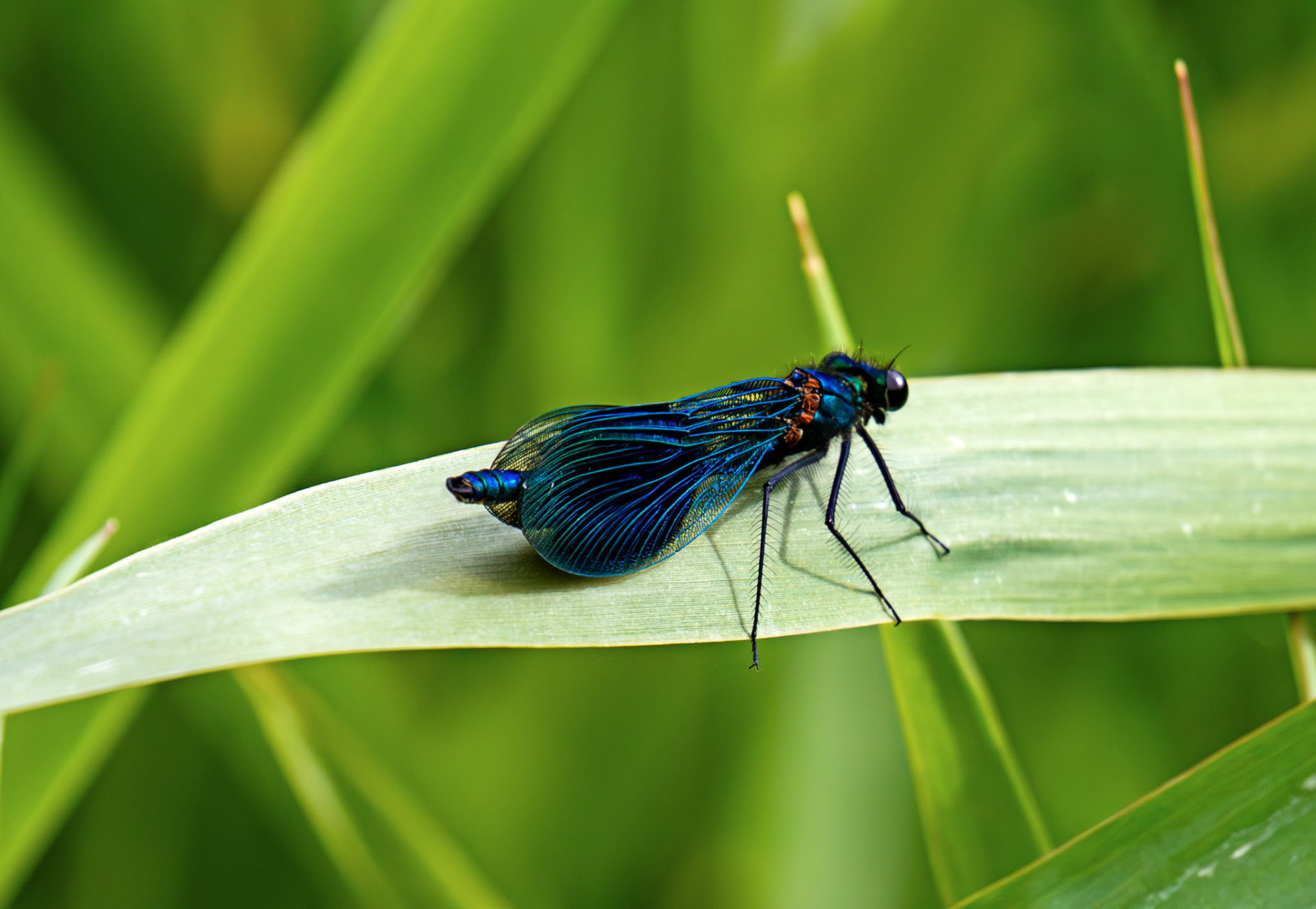 Banded Demoiselle (Calopteryx splendens) in Cambridge 14 June 2026