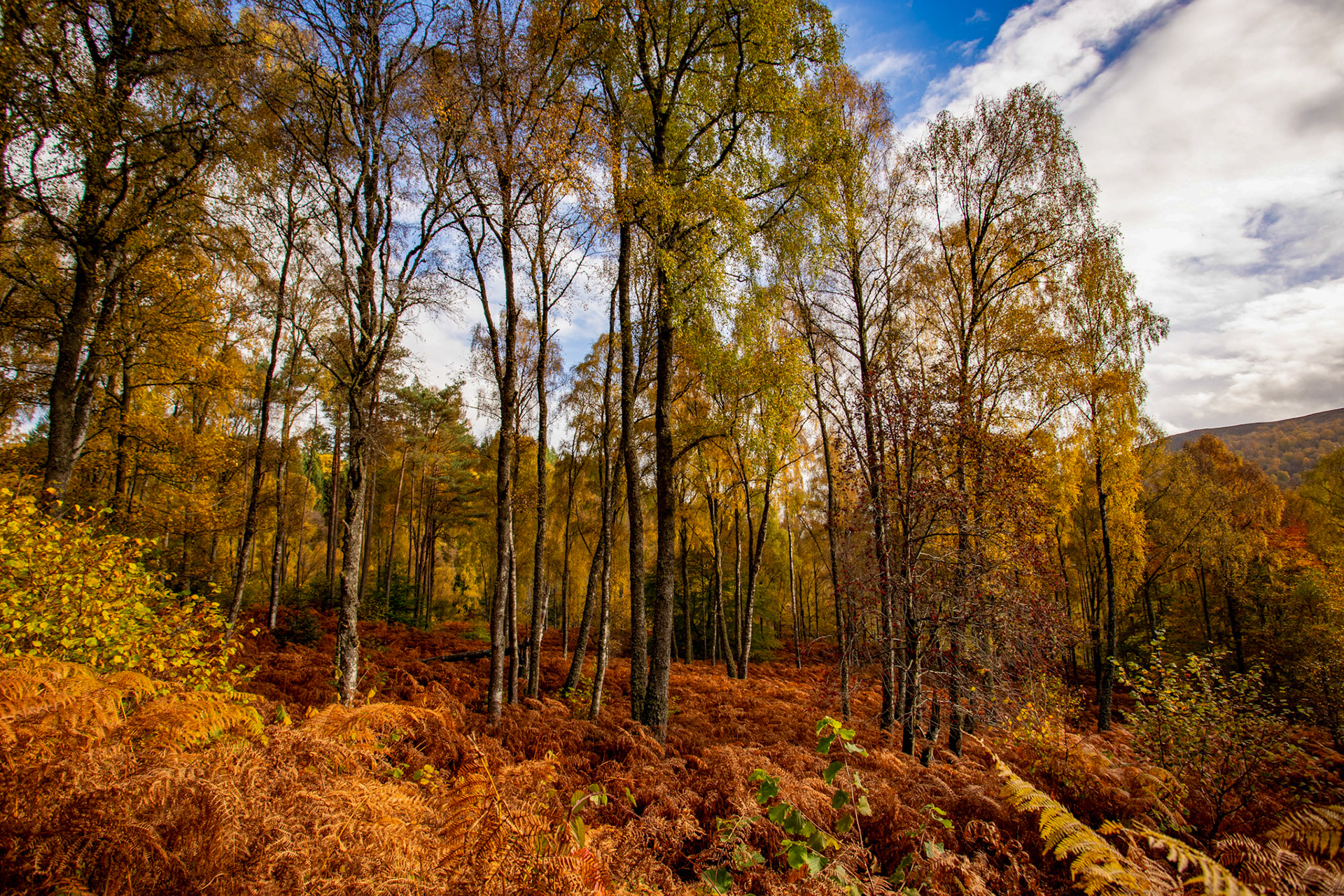 Autumnal Tour around Perthshire 19 October 2024
