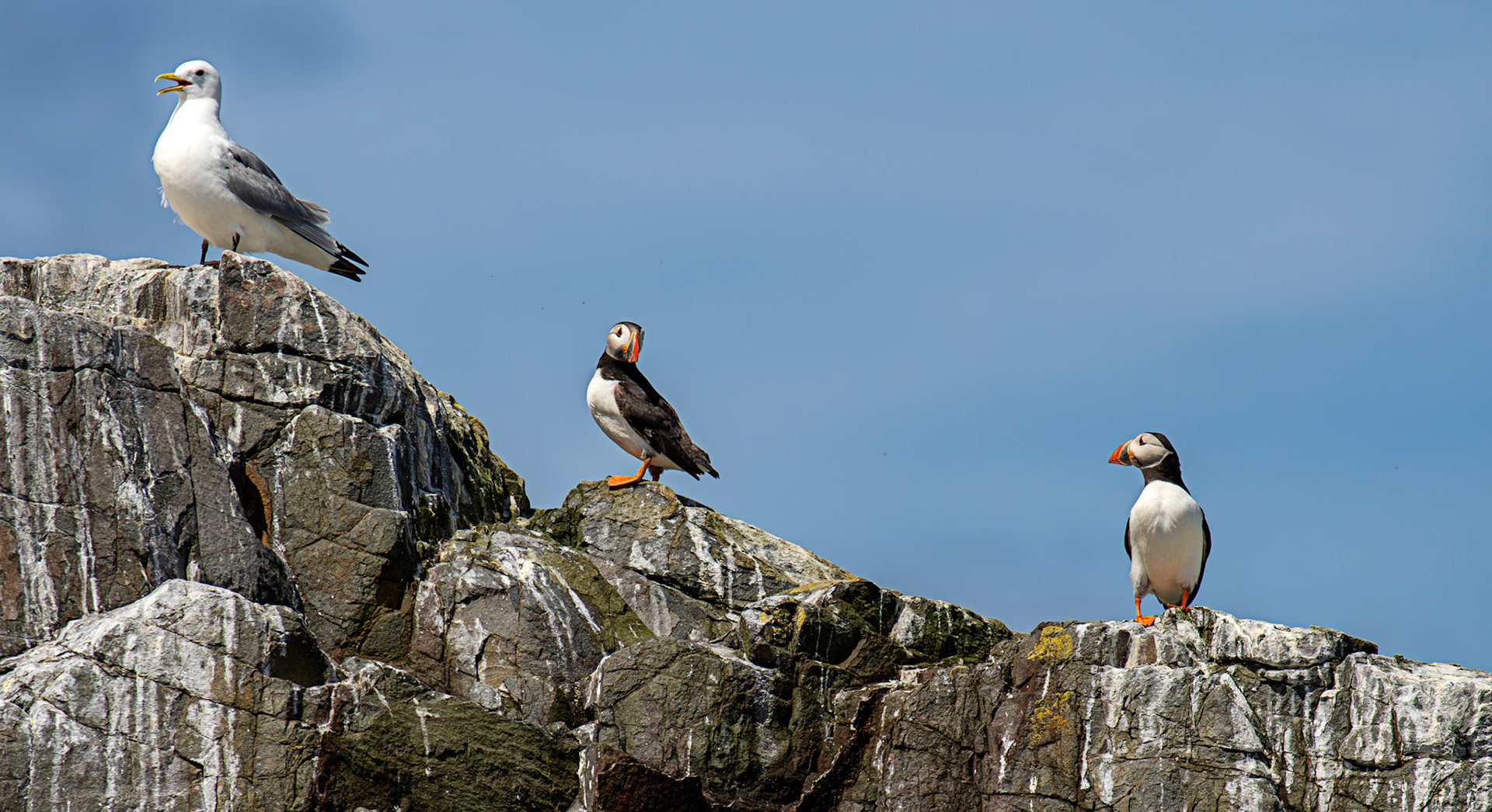Puffins - Farne Islands 03 July 2026