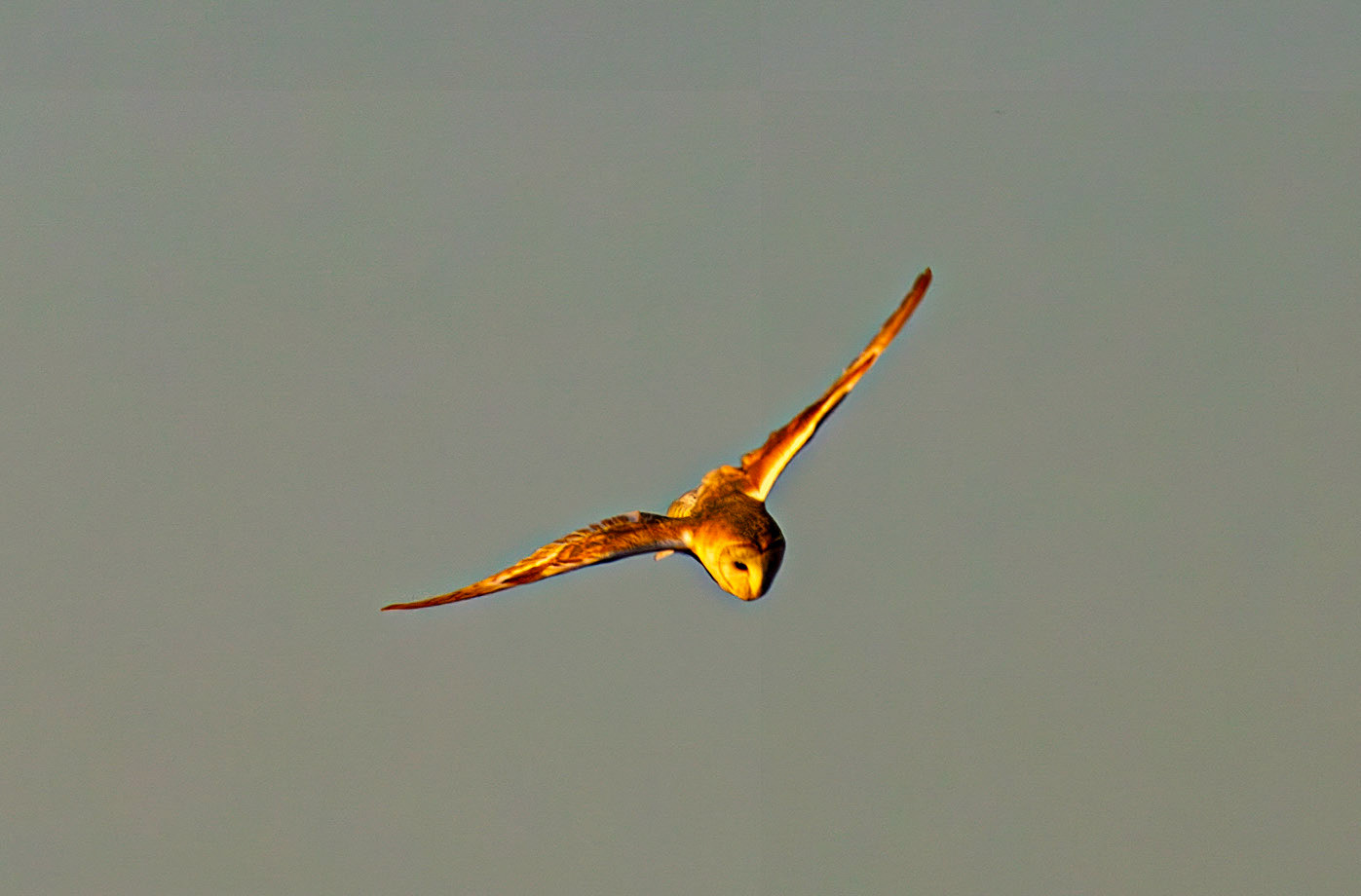 Barn Owl at Harperrig 02 July 2026
