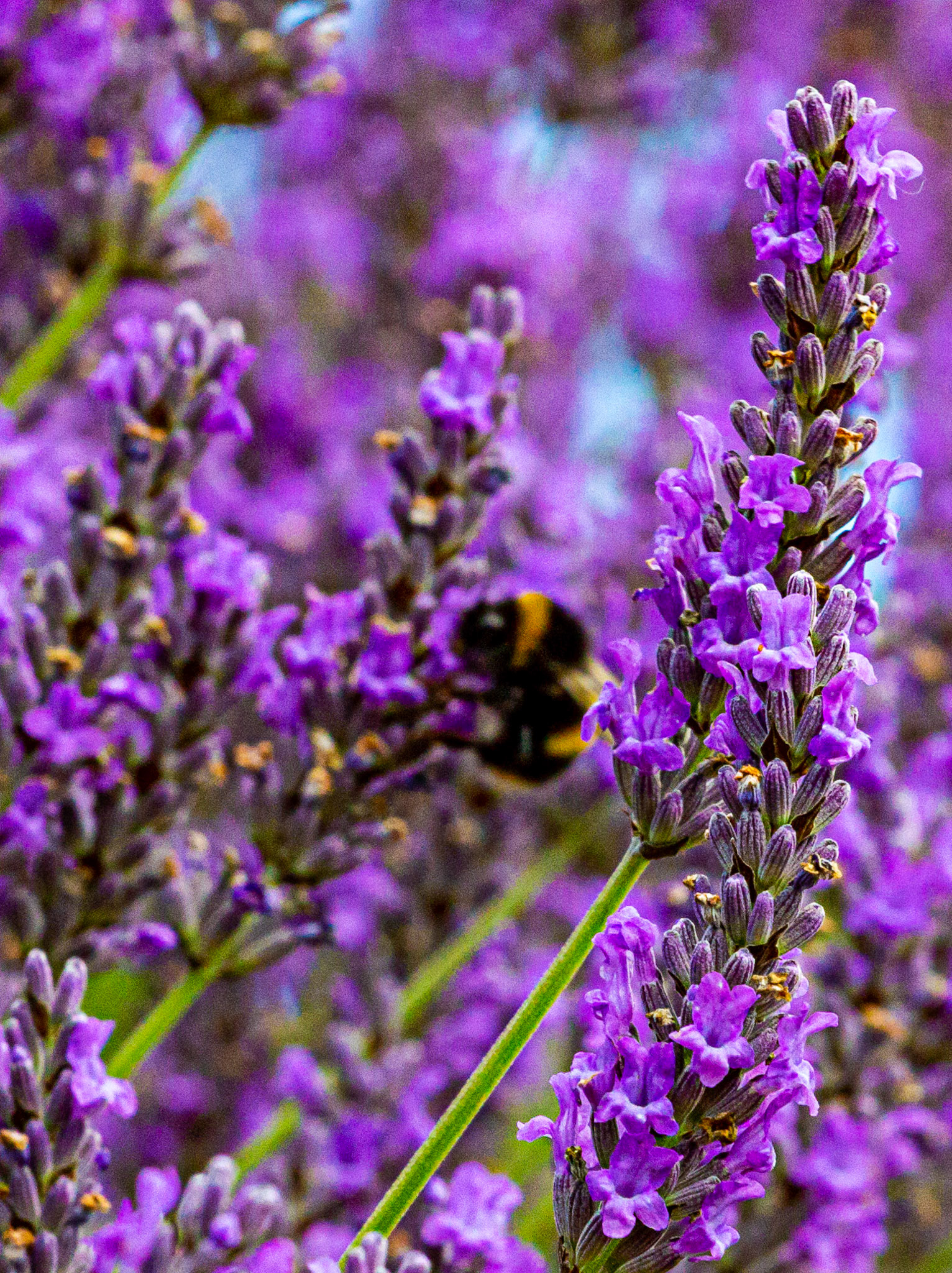 I spent an amazing few hours at Scottish Lavender Oils. They are so dedicated to nature and not to profit!