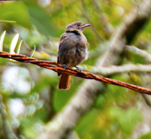 Common Redstart - Lixa 26 August 2026