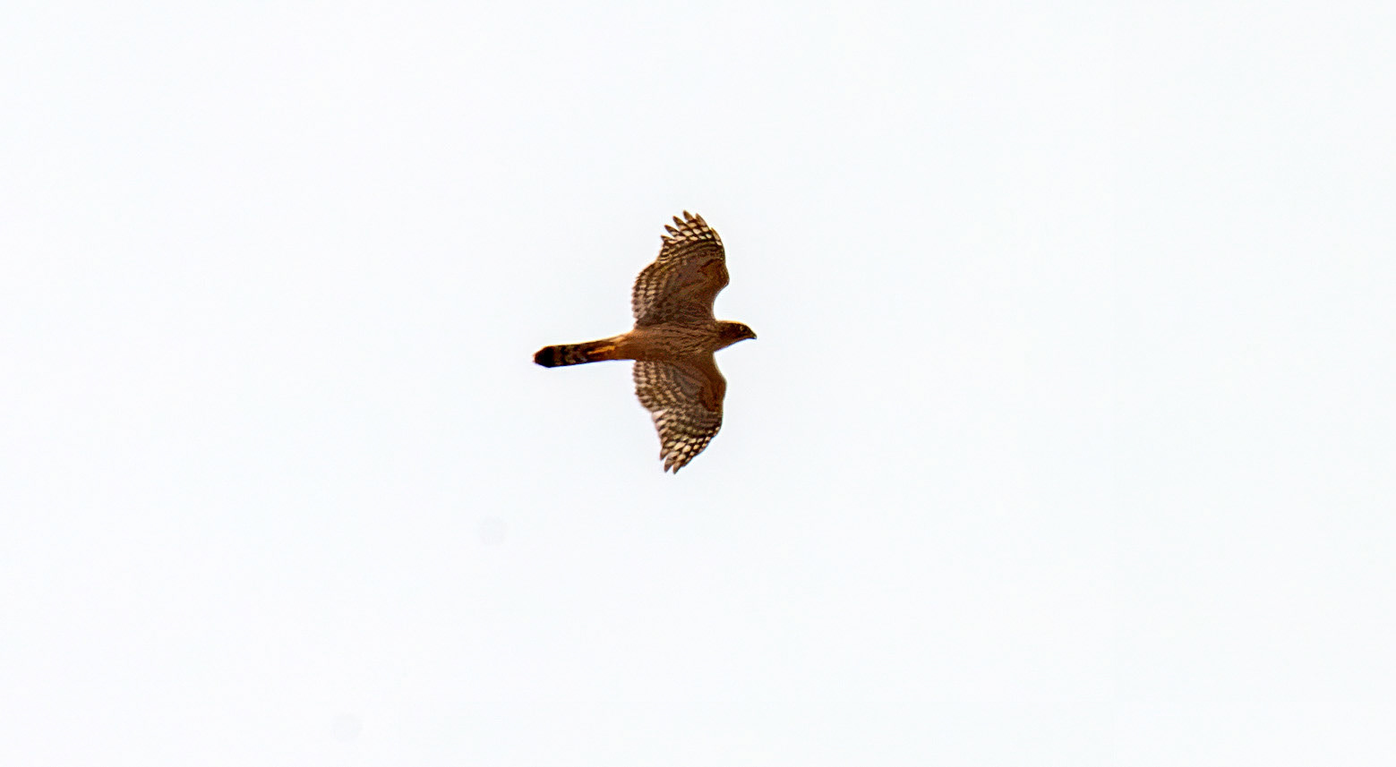 European Honey Buzzard. Reserva Natural do Estuario do Douro 20 August 2026