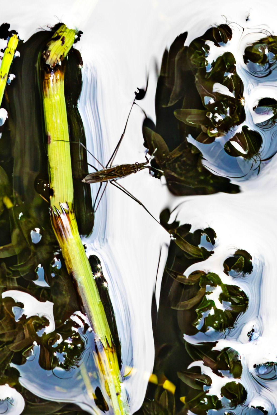 RSPB Loch Lomond 03 August 2024