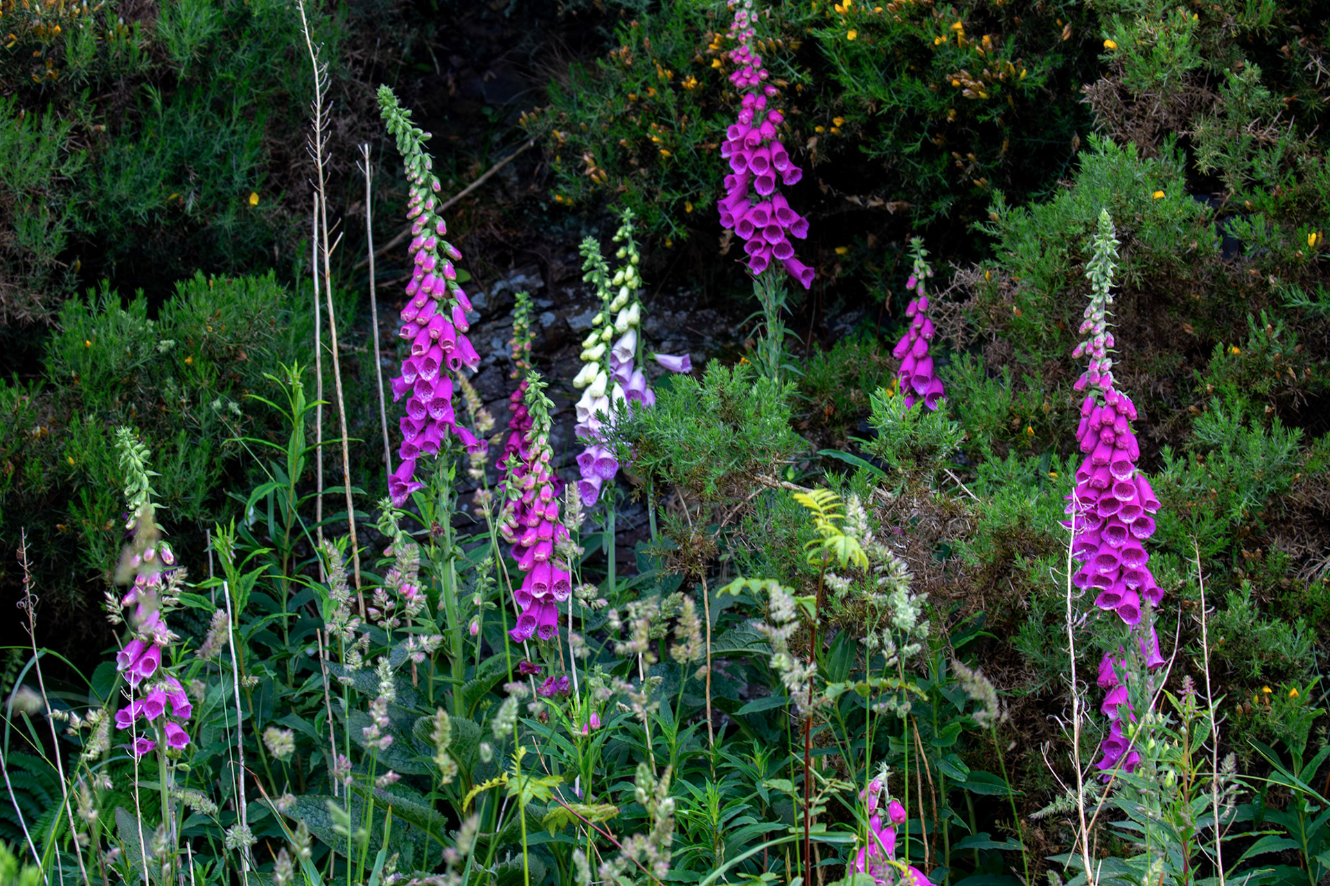 The Knock, Bathgate Hills 20 June 2026