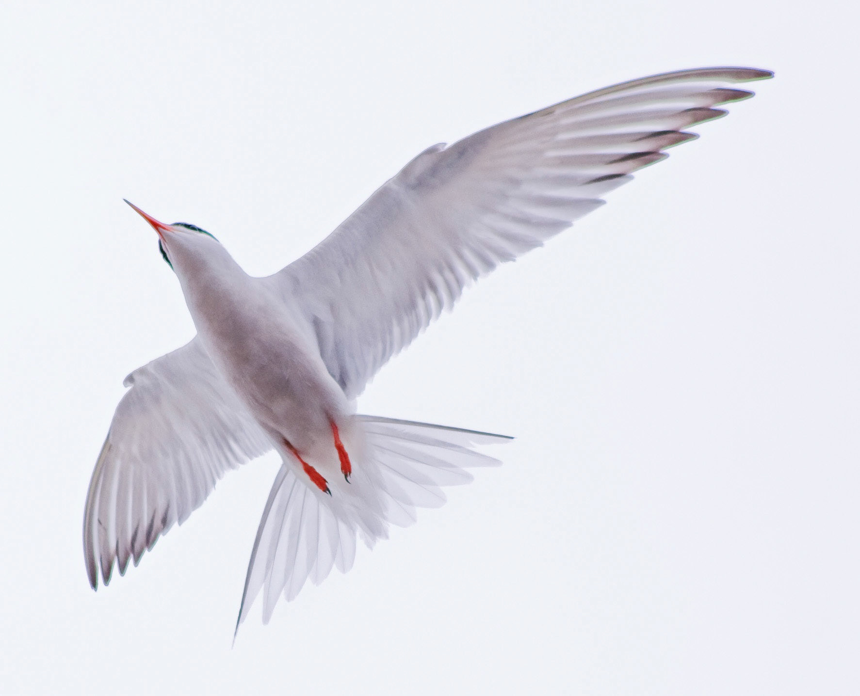 MontrosePlease see my other Photographs at: www.jamespdeans.co.uk