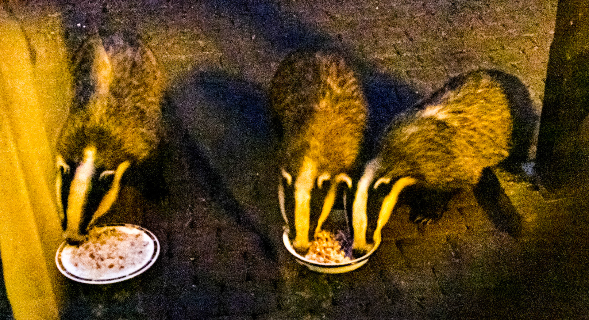 Badgers at Rylstone Manor 13 July 2022