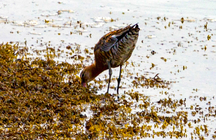 Bar Tailed Godwit - Yarmouth IOW 19  July 2022