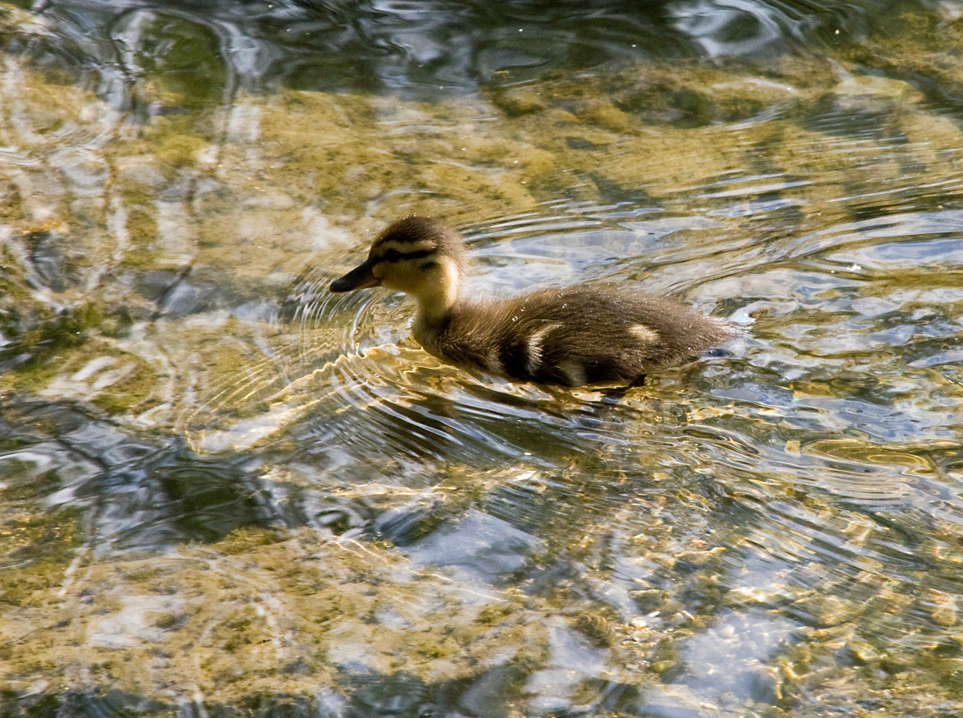 mallardPlease see my other Photographs at: http://www.jamespdeans.co.uk/