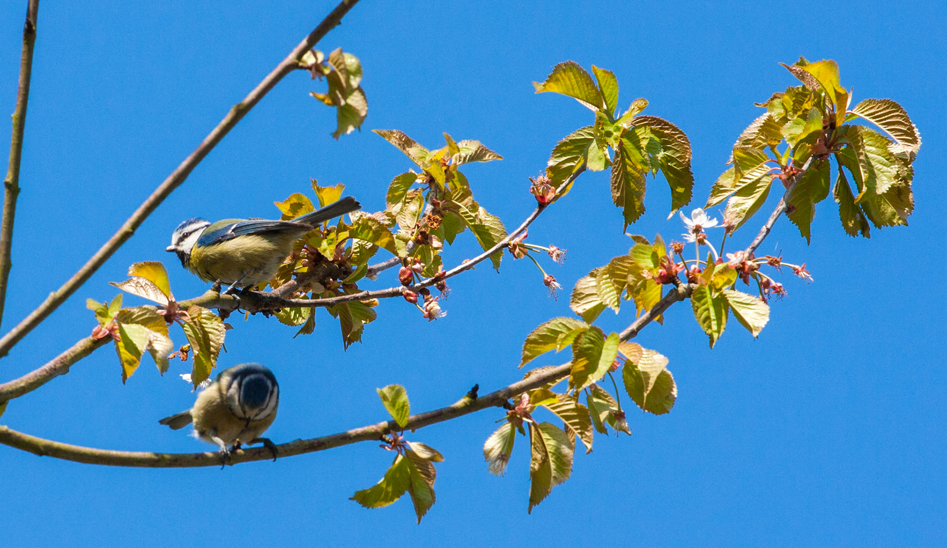 Blue tit in trees near Linlithgow Loch. 10 May 2016. Please see my other bird Photographs at:http://www.jamespdeans.co.uk/p335071268
