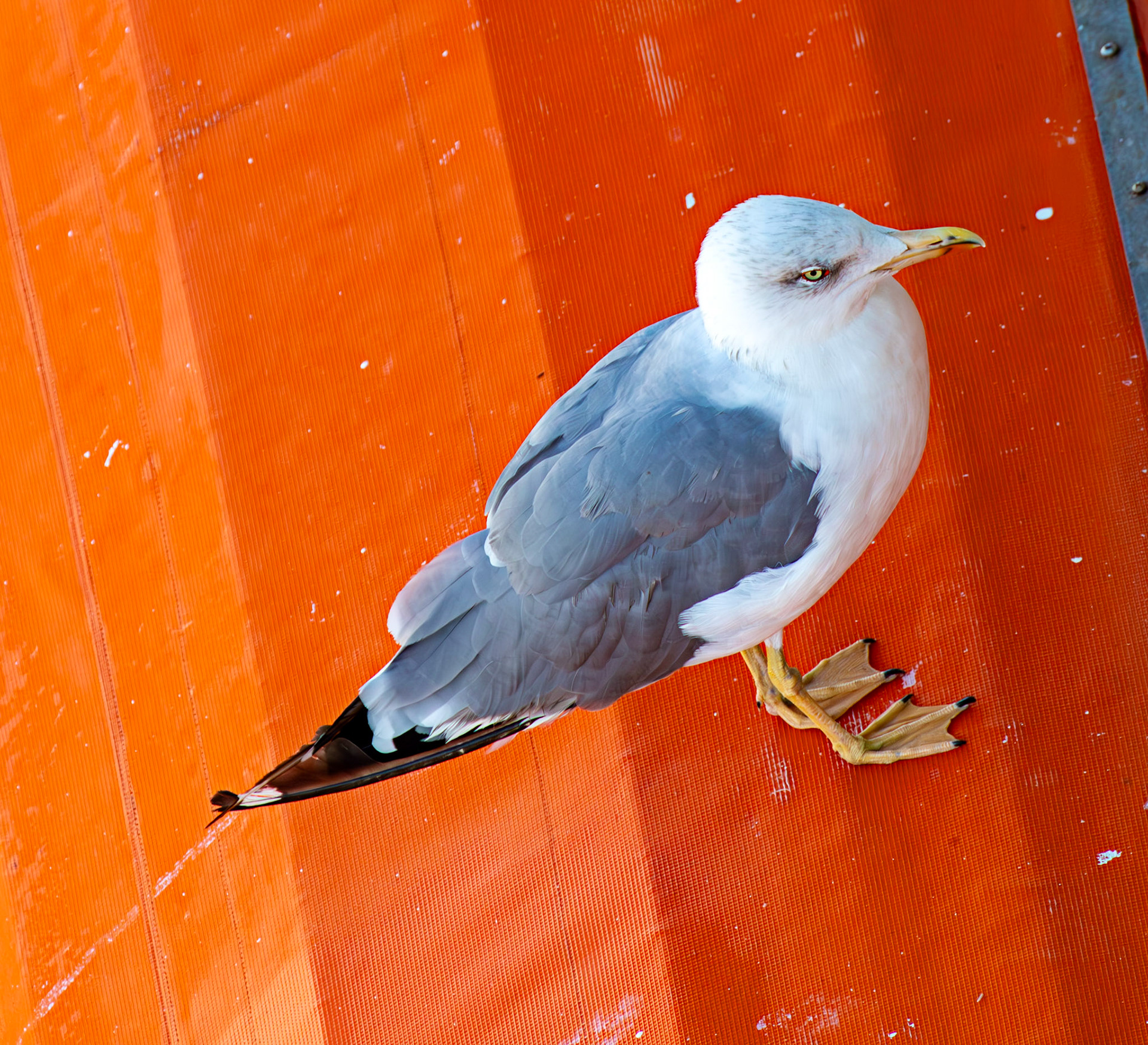 Sail from Rome 02 Sept 2025