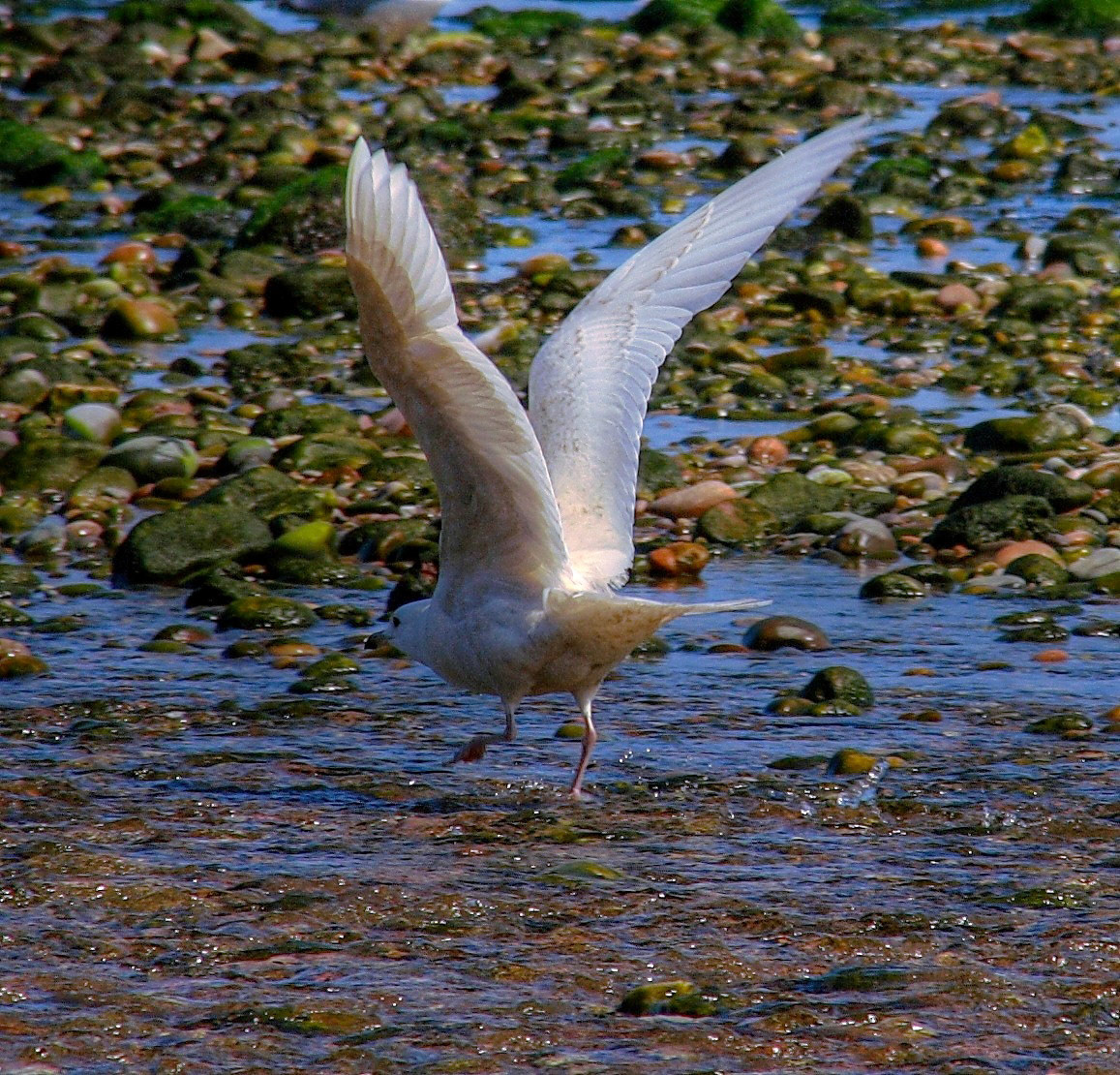 First Summer Iceland Gull on Stonehaven beach.