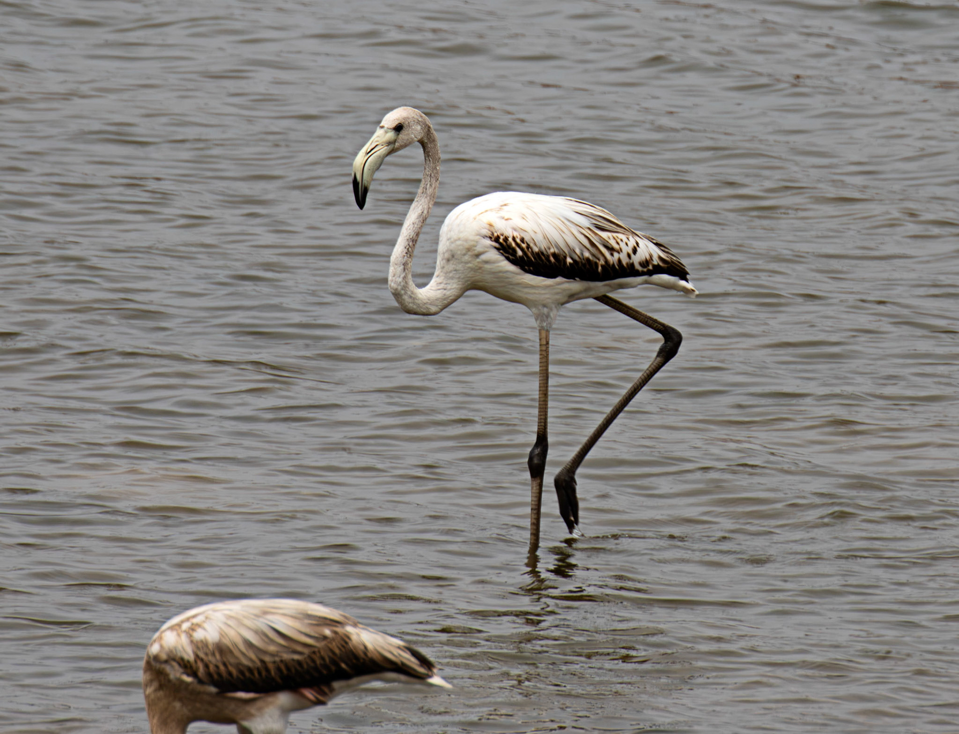 Greater Flamingo - Reserva Natural do Estuario do Douro 20 August 2026