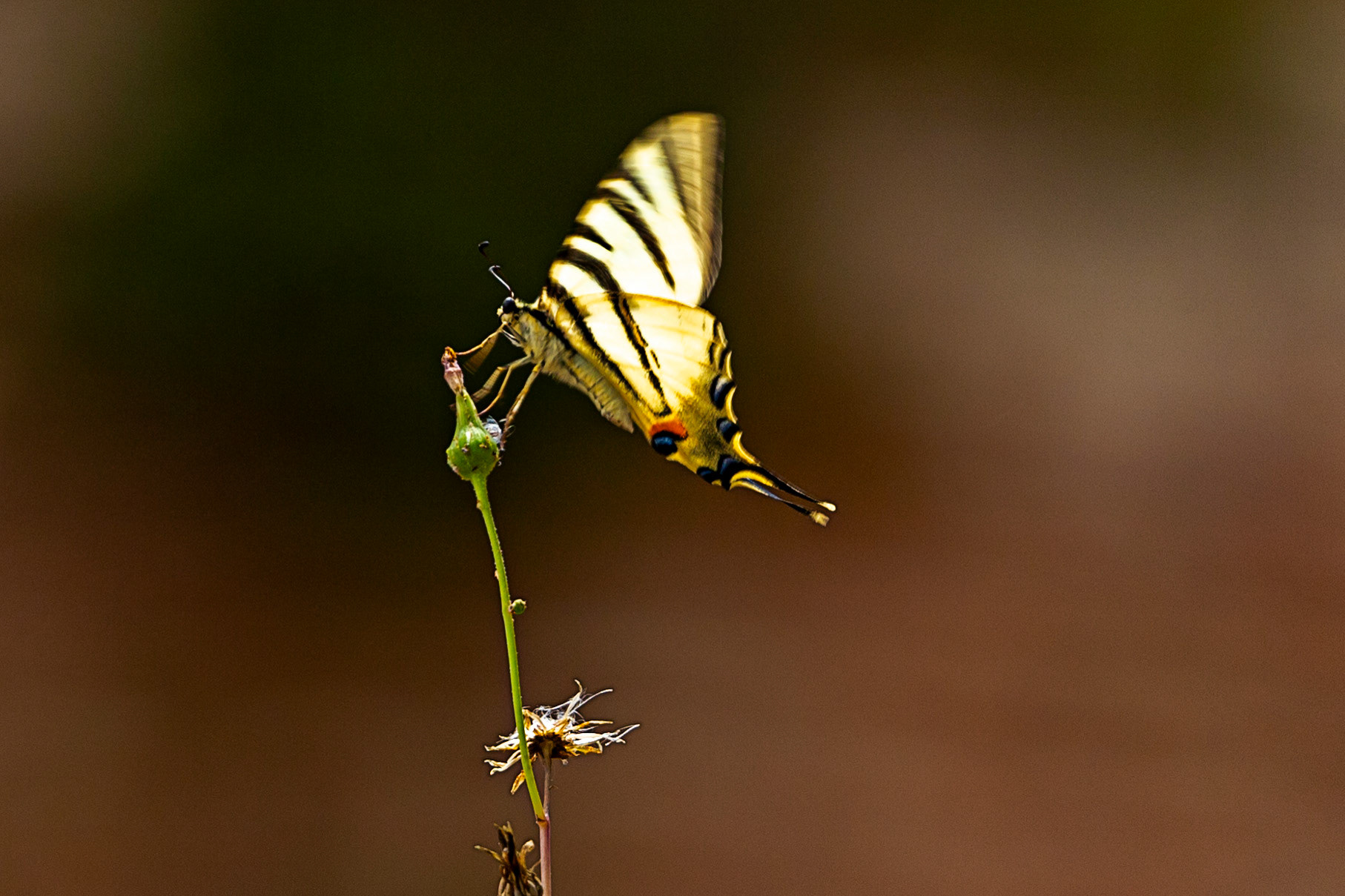 Scarce Swallowtail in the Medici Fort - Siena 21 June 2024