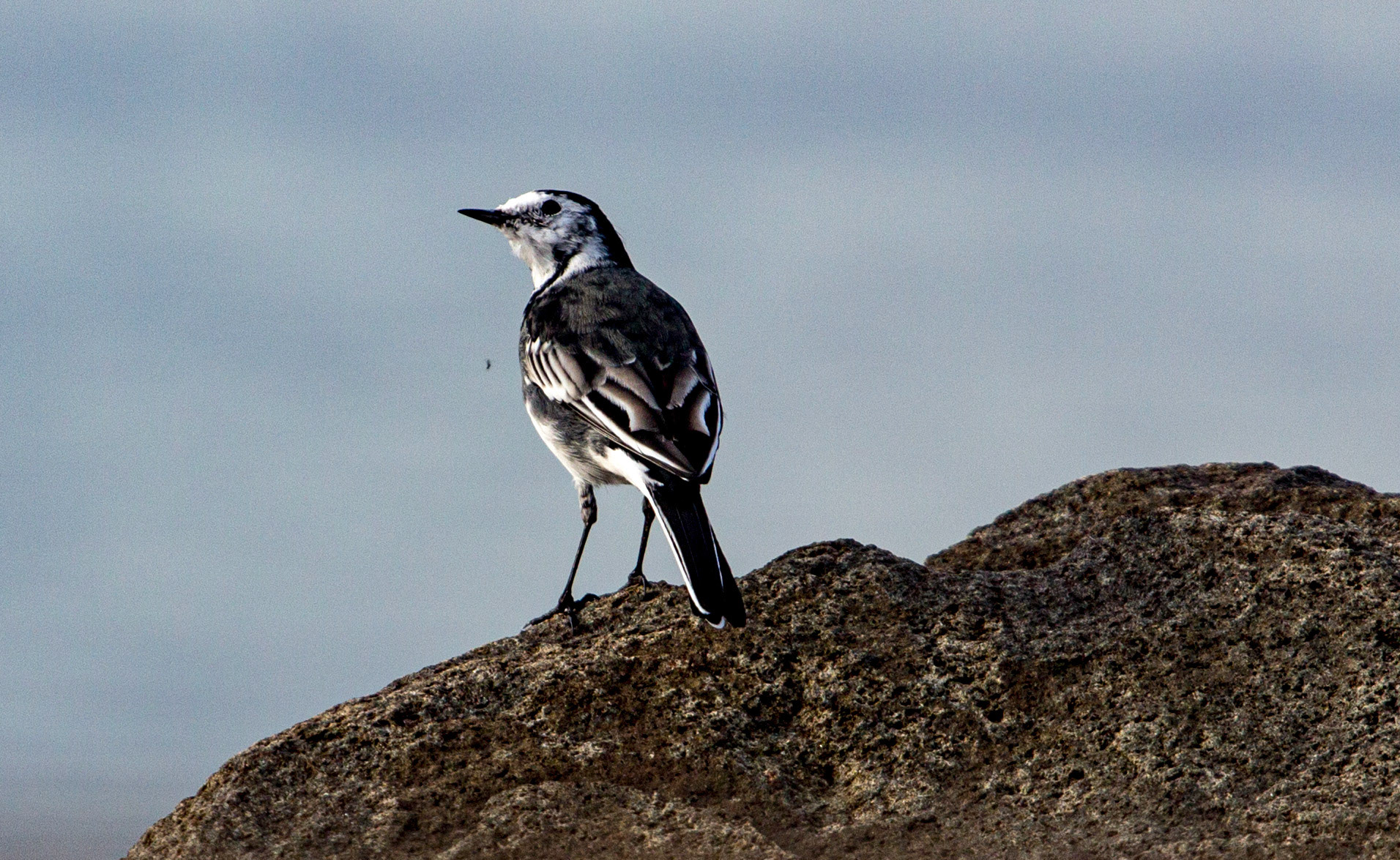 Pied Wagtail at West WemyssPlease see my other Photographs at: www.jamespdeans.co.uk