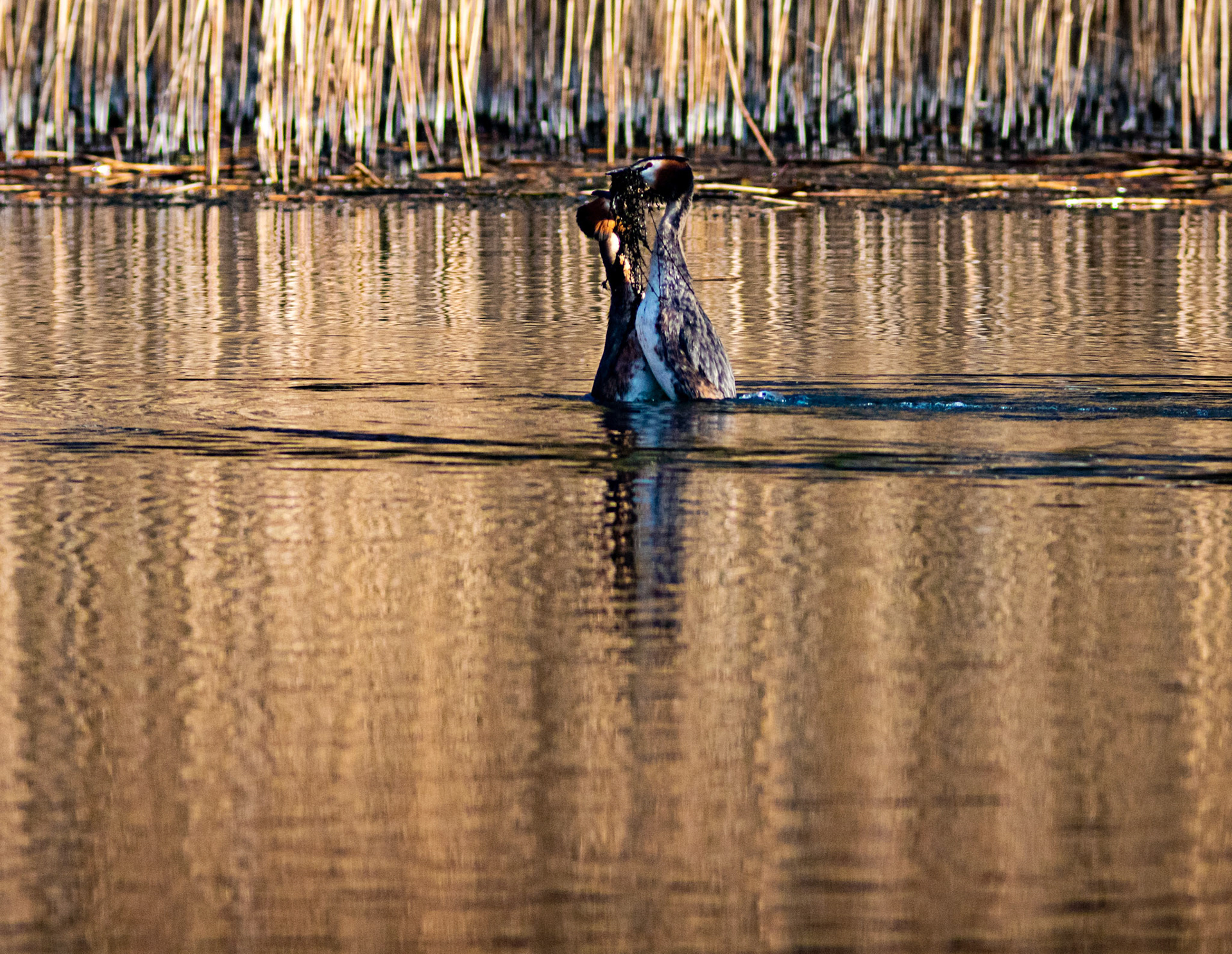 Displaying Great Crested Grebes at Linlithgow Loch - 09 March 2021Please see my other photos at JamesPDeans.co.uk