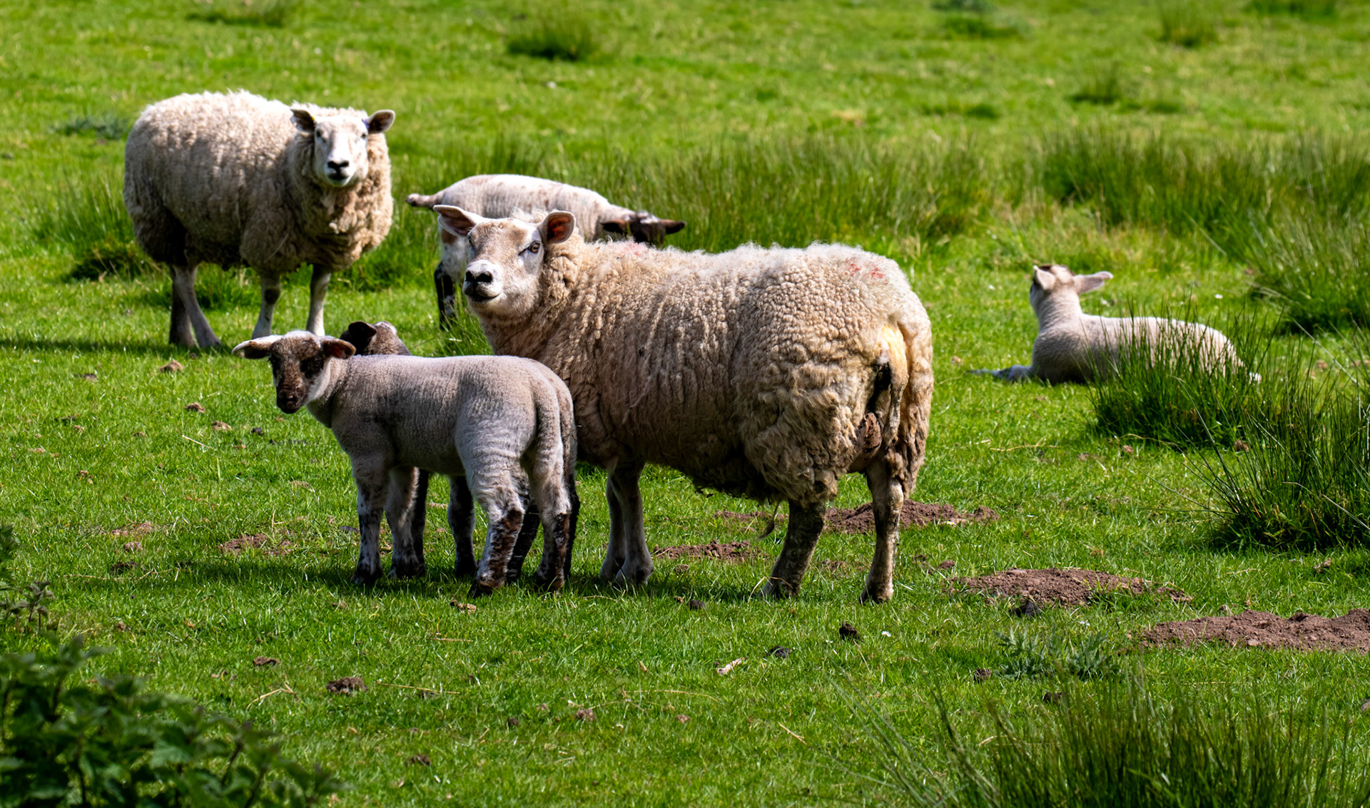 Path of Condie 11 May 2025