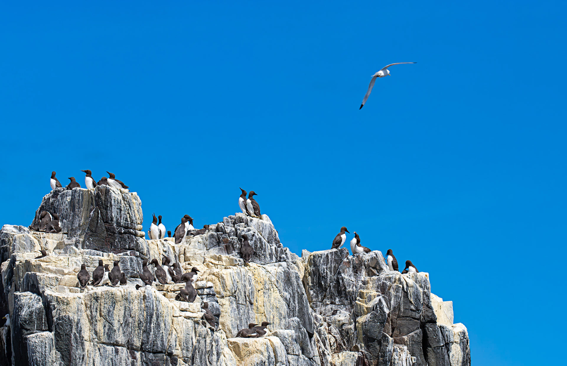 Guillemots - Farne Islands 03 July 2026