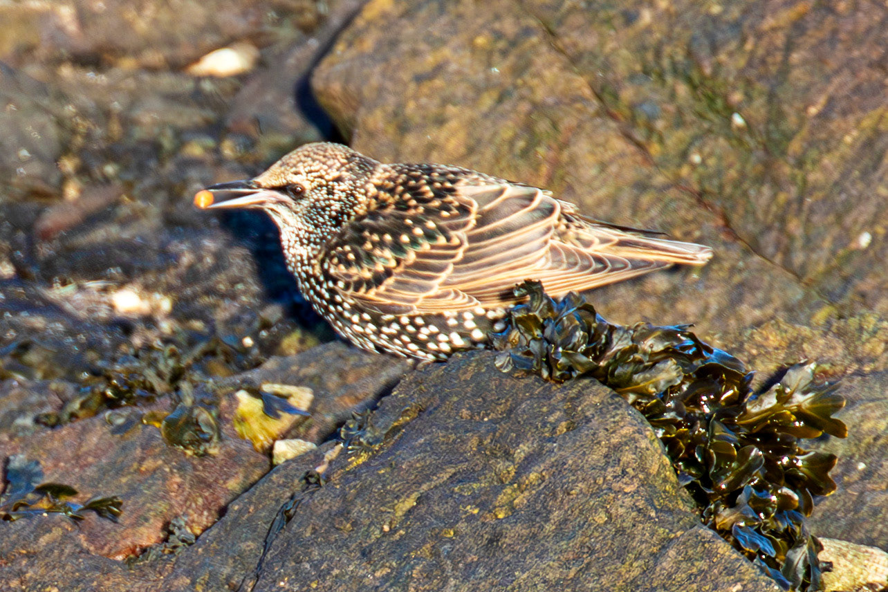 Starling, Port Seton 18 November 2024