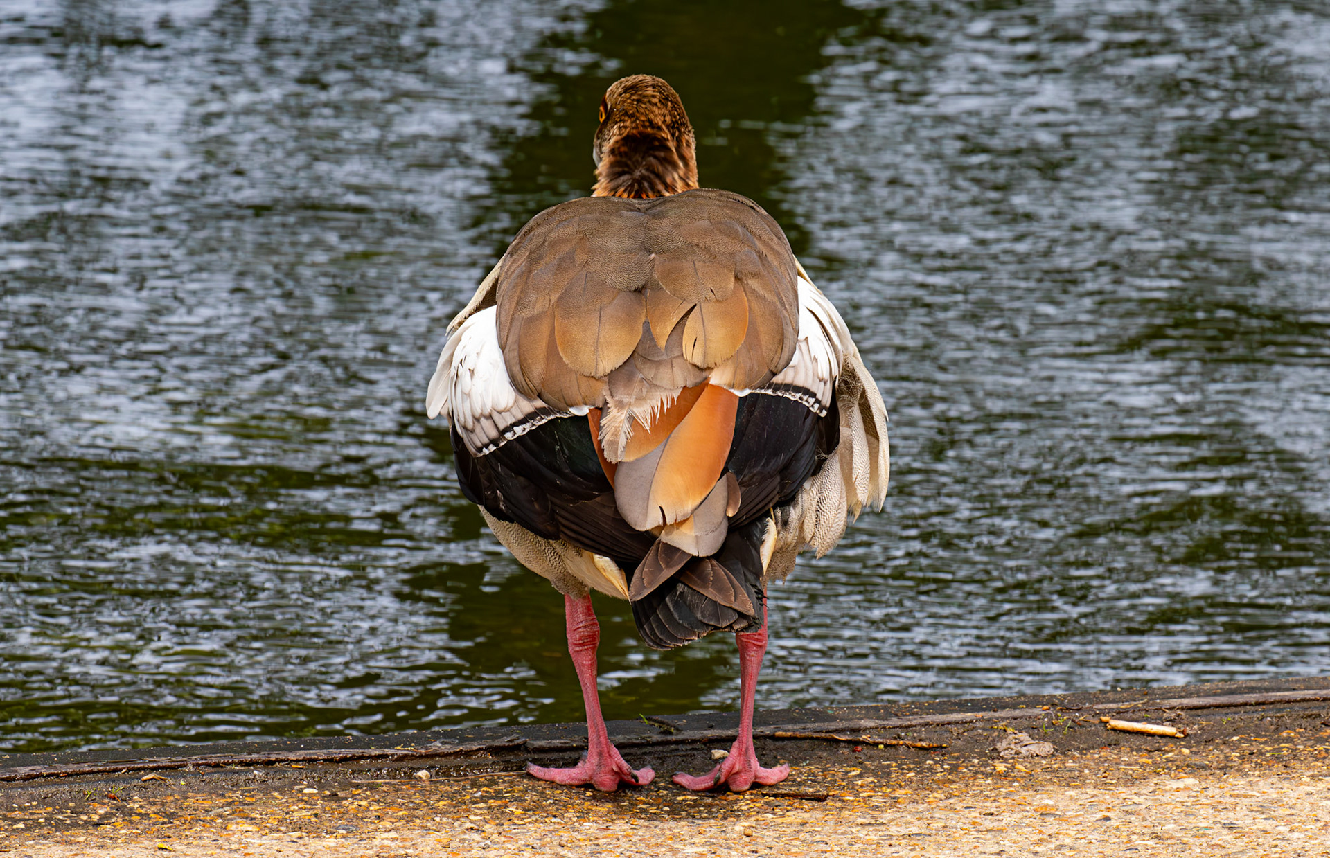 Windsor 06 August 2025