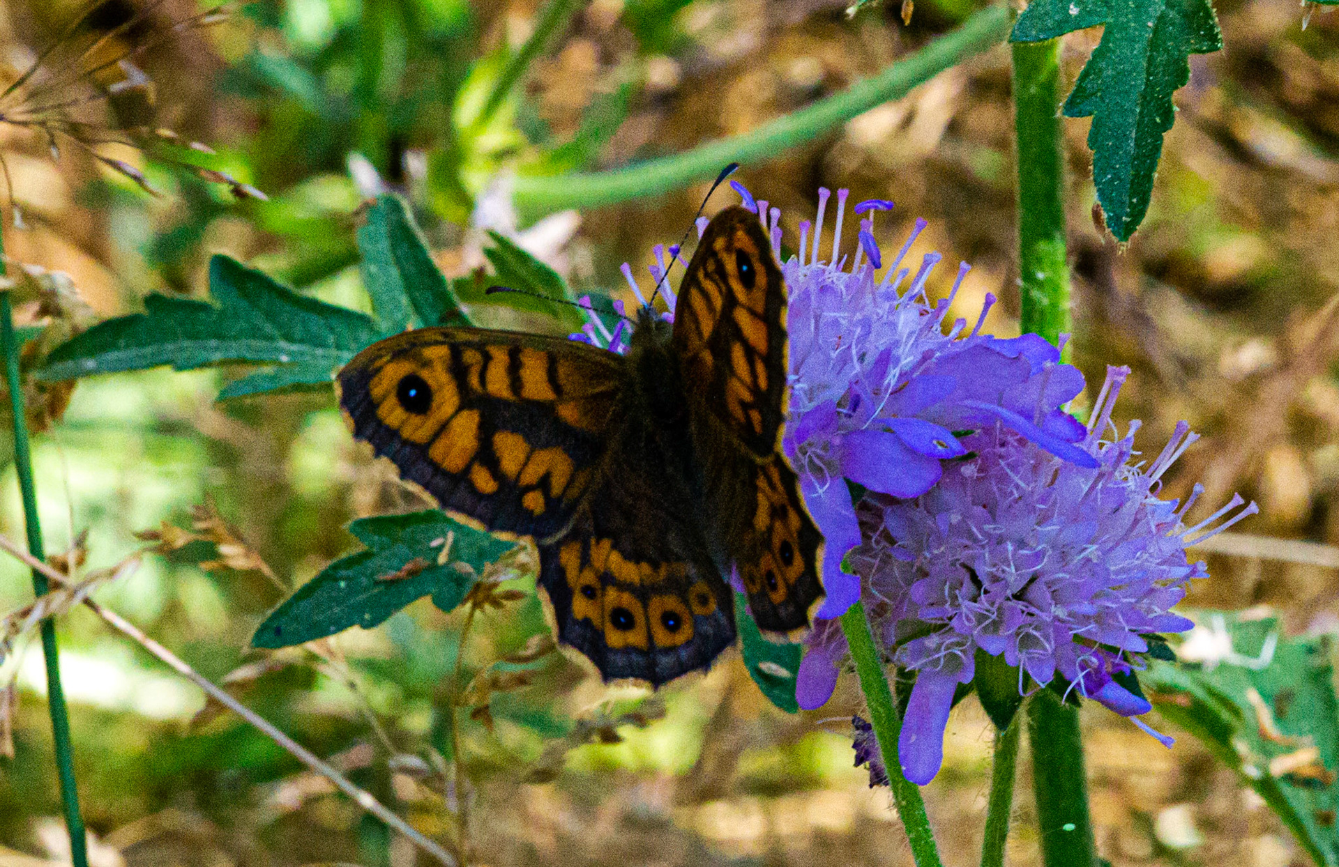 Mottistone IOW 16 July 2022