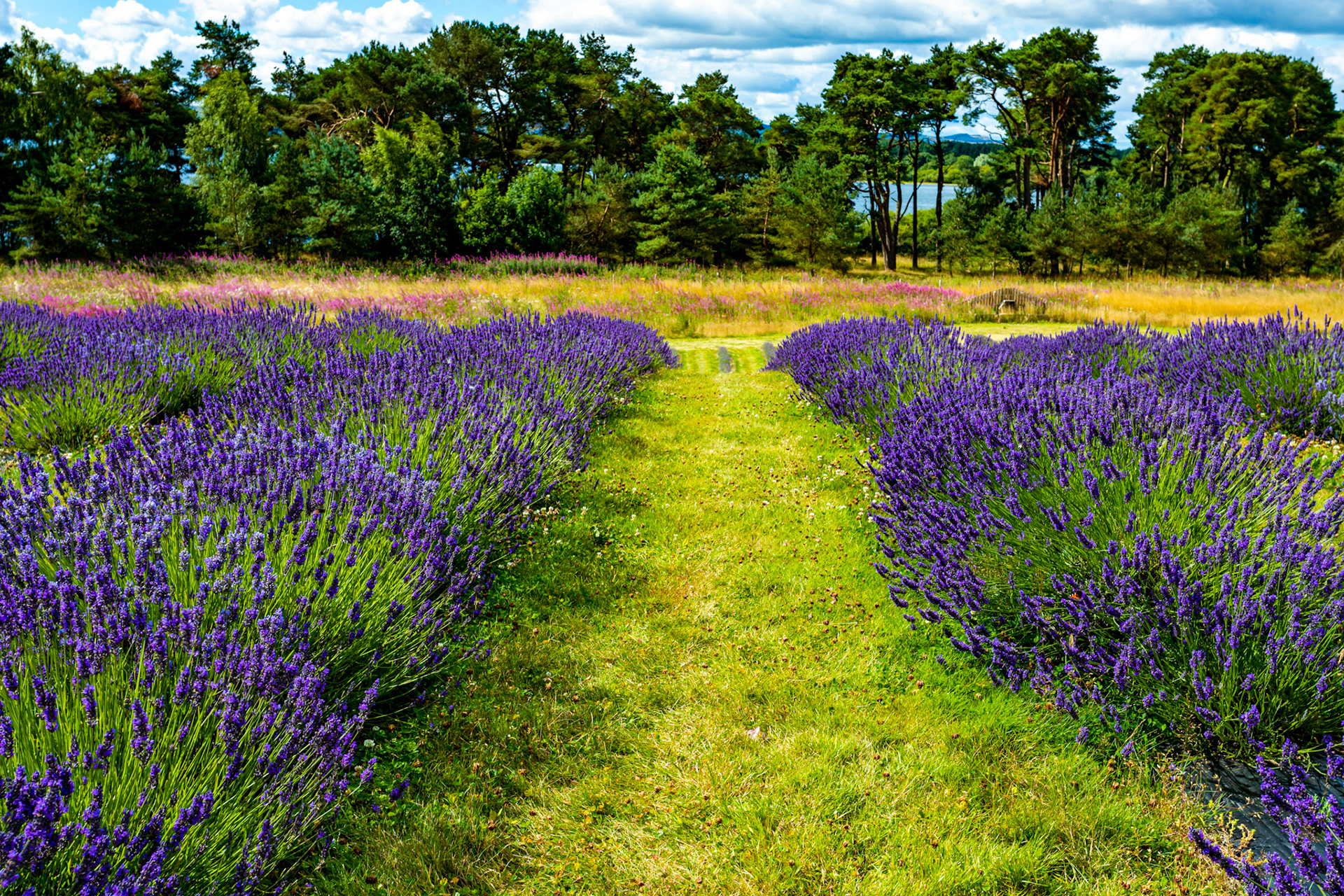 I spent an amazing few hours at Scottish Lavender Oils. They are so dedicated to nature and not to profit!