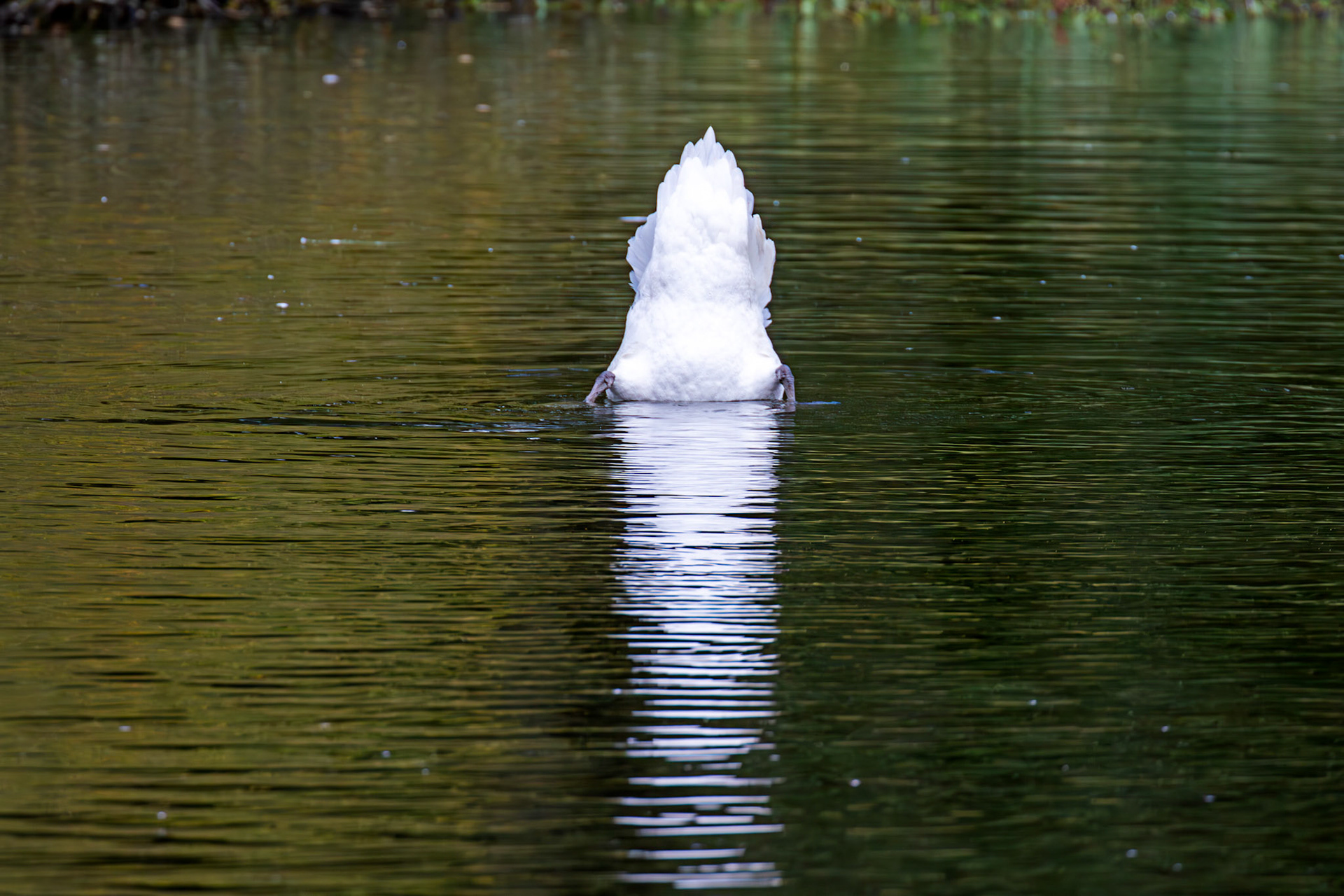 Mute Swans at Beecraigs 24 September 2024